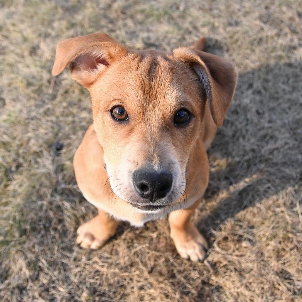 Enlarge Scrappy Doo, a Adoptable mixed breed in Arlington, VA image 2/3