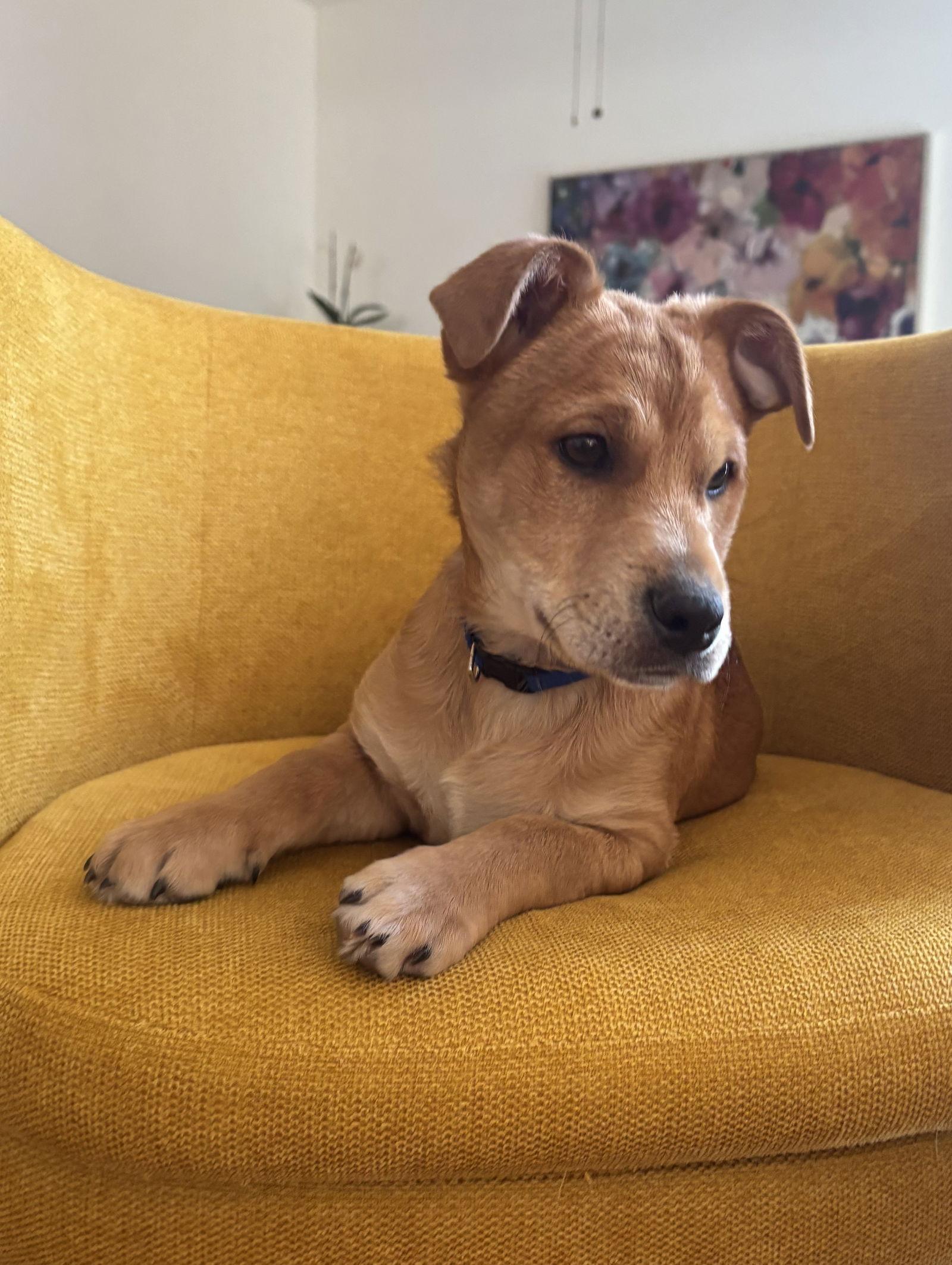 Enlarge Scrappy Doo, a Adoptable mixed breed in Arlington, VA image 3/3