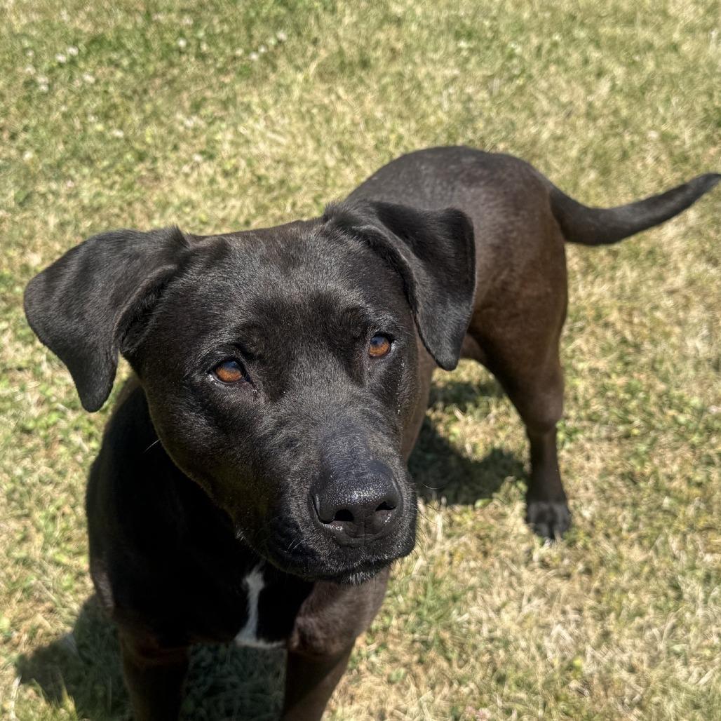 Zoey, Adoptable, Adult Female Black Labrador Retriever & Pit Bull Terrier.