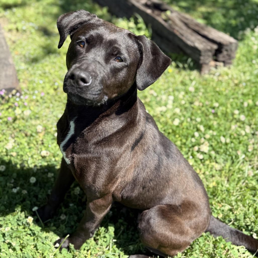 Enlarge Zoey, a Adoptable mixed breed in Ridgely, MD image 2/6