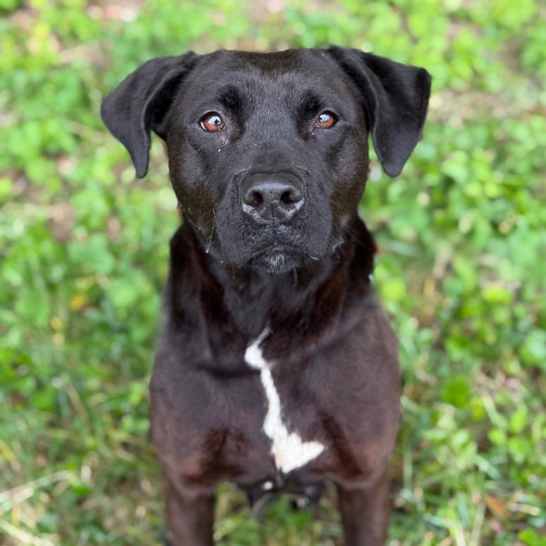 Enlarge Zoey, a Adoptable mixed breed in Ridgely, MD image 3/6