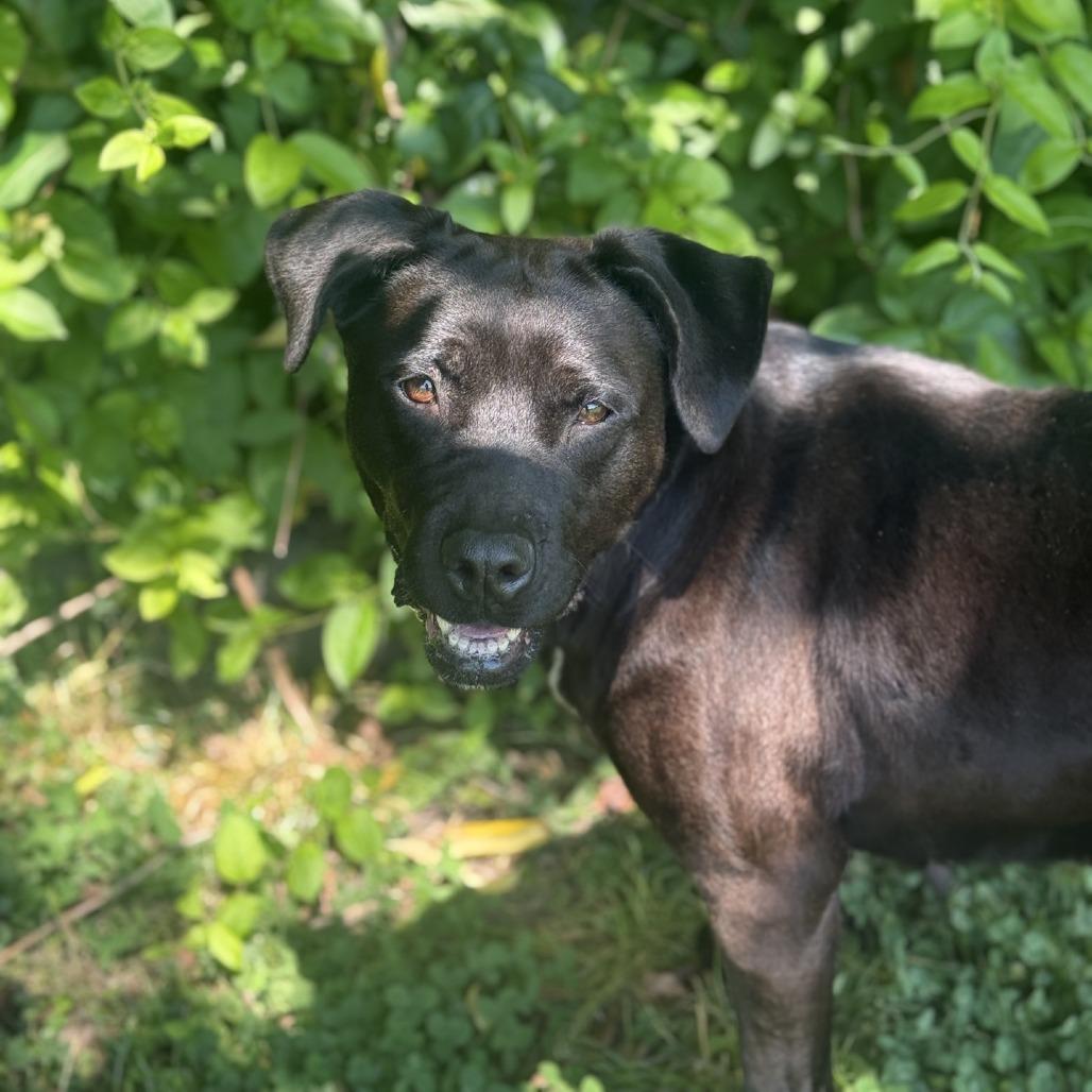 Enlarge Zoey, a Adoptable mixed breed in Ridgely, MD image 4/6