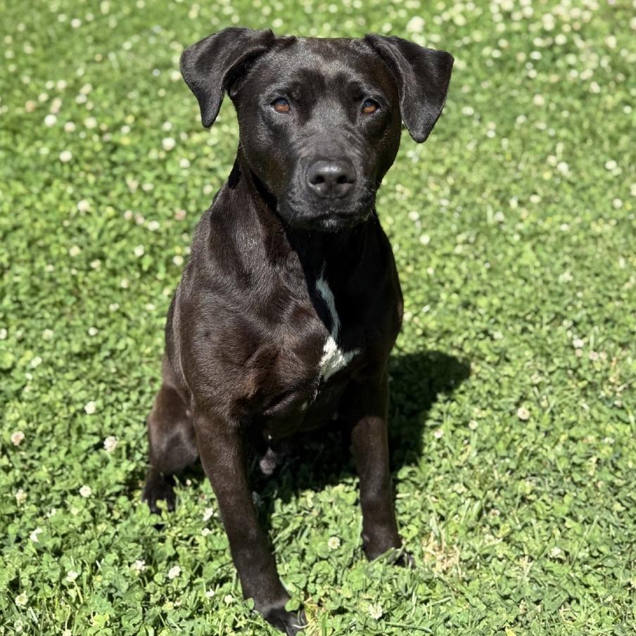 Enlarge Zoey, a Adoptable mixed breed in Ridgely, MD image 5/6