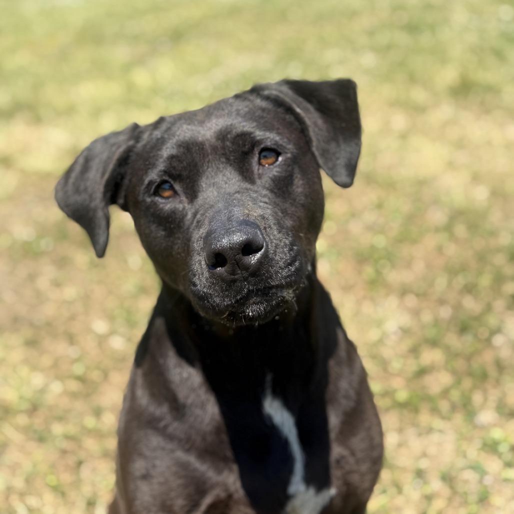 Enlarge Zoey, a Adoptable mixed breed in Ridgely, MD image 6/6