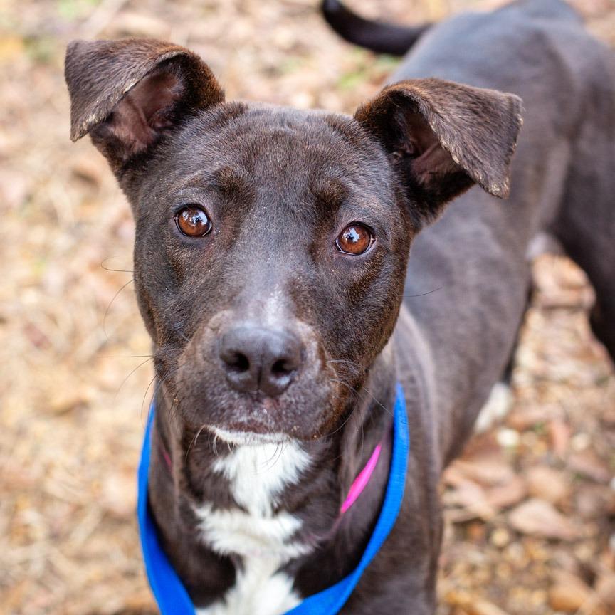 Victoria, Adoptable, Young Female American Staffordshire Terrier.
