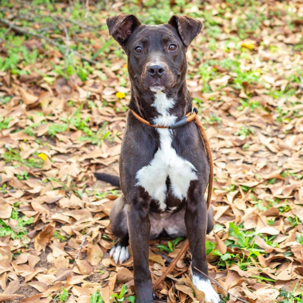 Enlarge Victoria, a Adoptable mixed breed in Hattiesburg, MS image 2/6