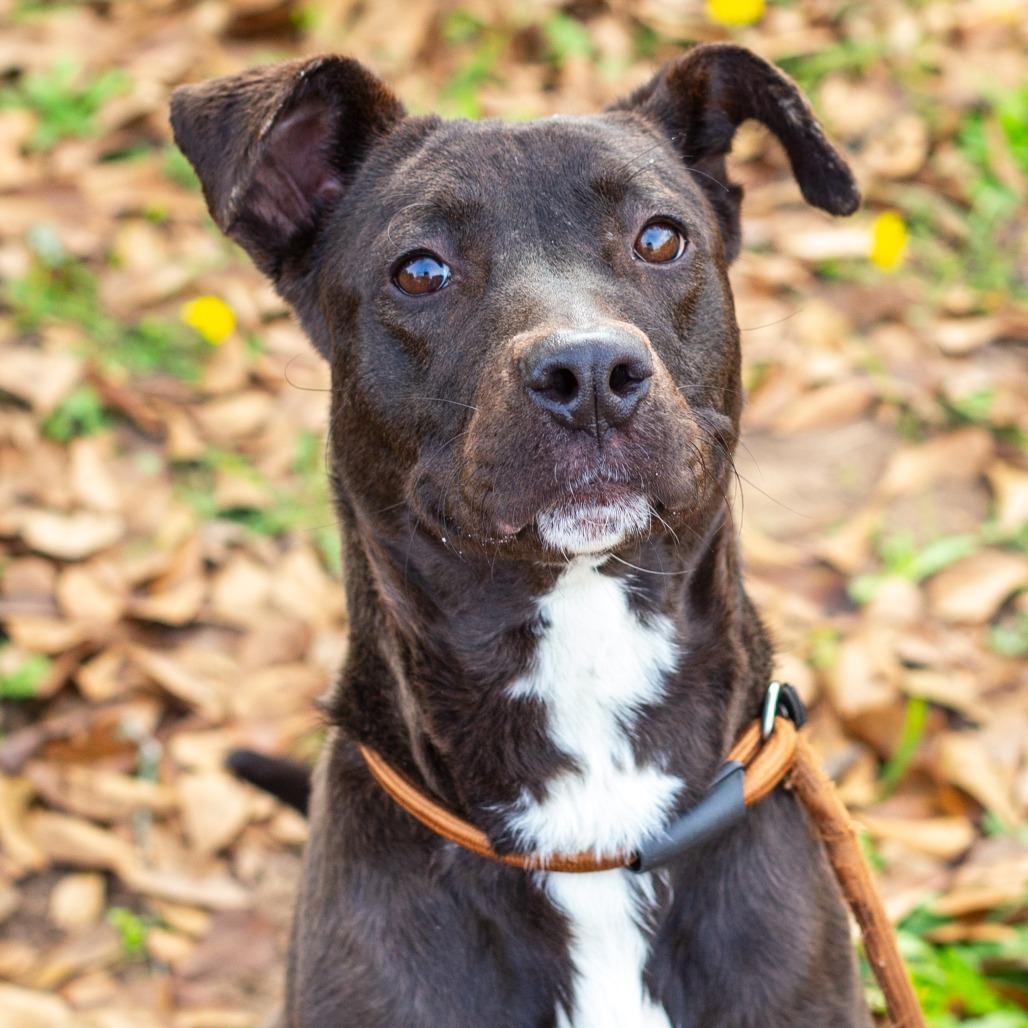 Enlarge Victoria, a Adoptable mixed breed in Hattiesburg, MS image 3/6