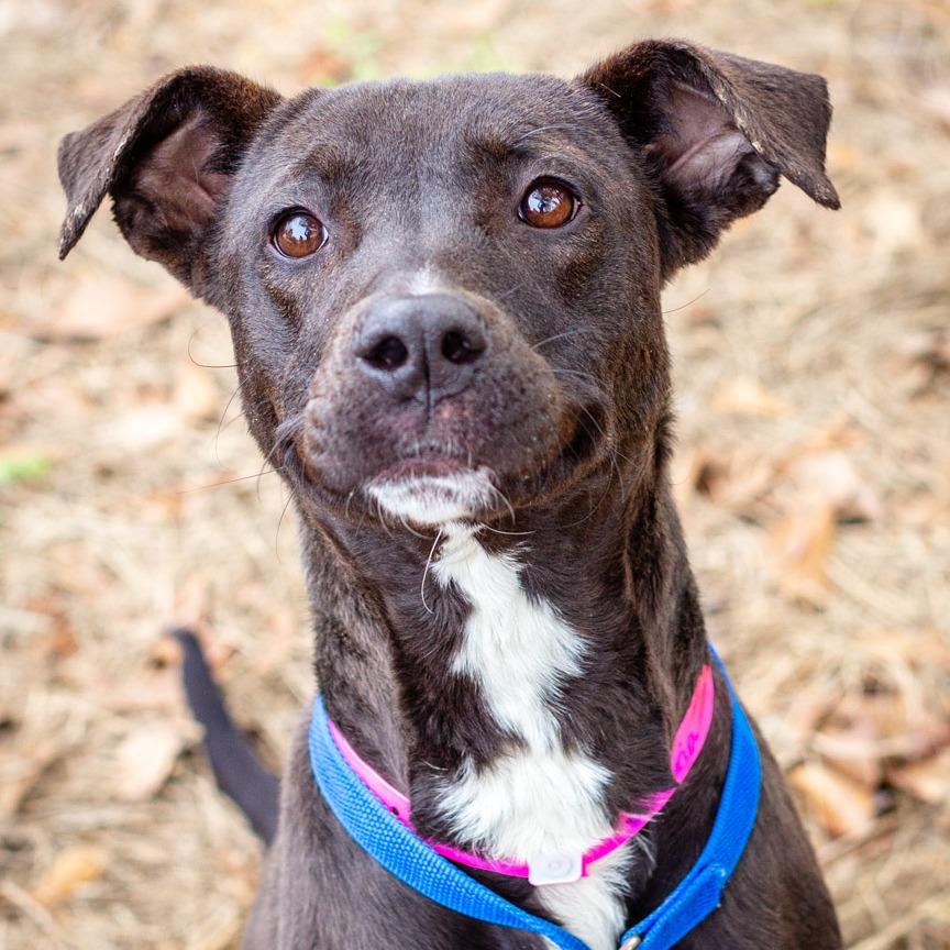 Enlarge Victoria, a Adoptable mixed breed in Hattiesburg, MS image 2/3