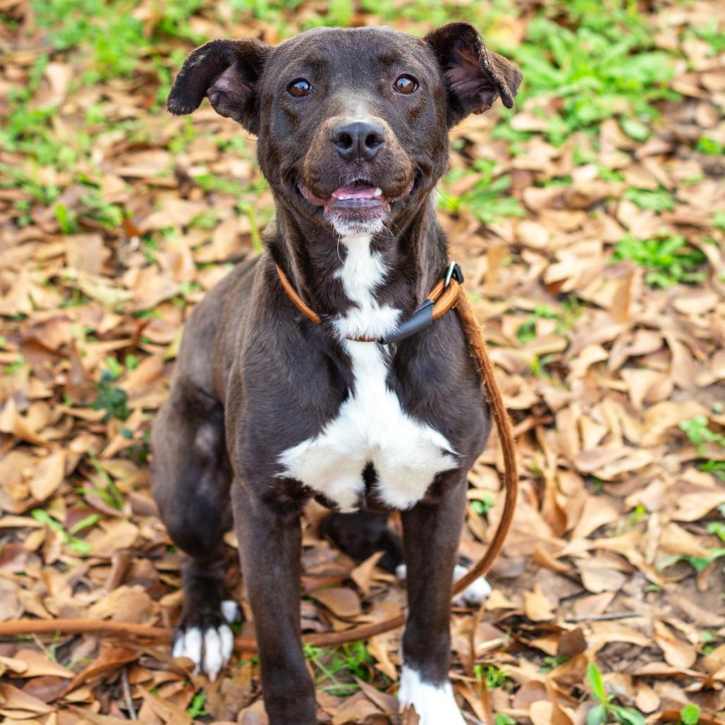 Enlarge Victoria, a Adoptable mixed breed in Hattiesburg, MS image 6/6