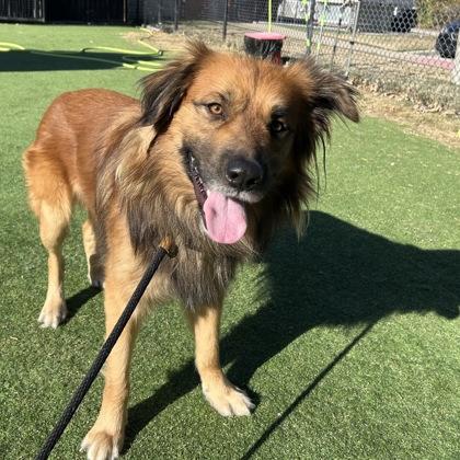 Enlarge Bacon Bits, a Adoptable mixed breed in Farmers Branch, TX image 1/2