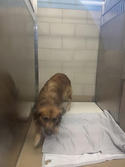 Enlarge Bacon Bits, a Adoptable mixed breed in Farmers Branch, TX image 2/2