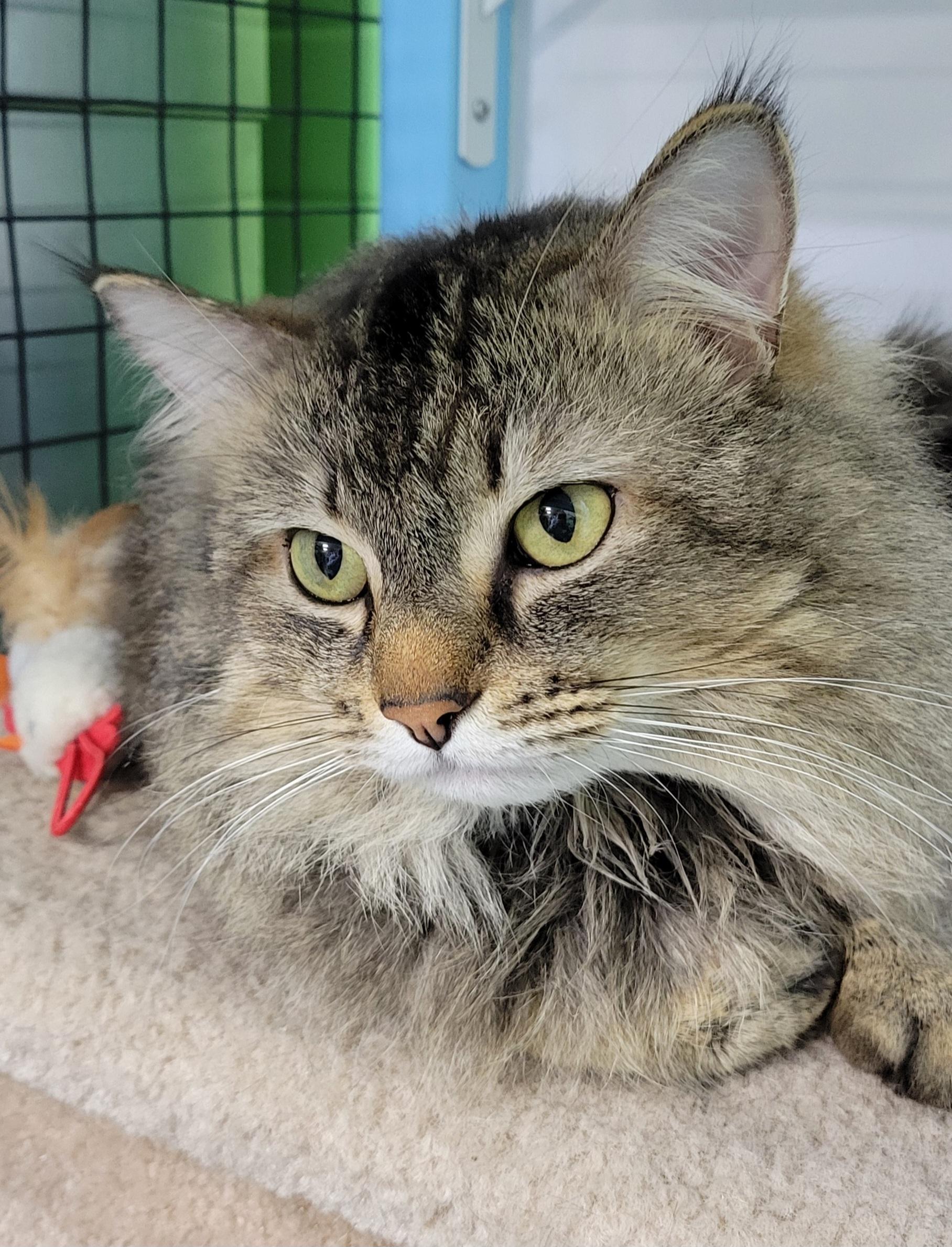Sven, an adoptable Domestic Medium Hair, Maine Coon in Fairbanks, AK, 99707 | Photo Image 1
