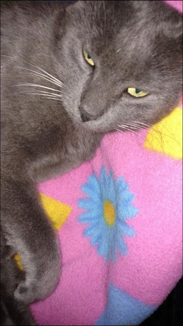 Enlarge SHADES, a Adopted mixed breed in Muskegon, MI image 2/5