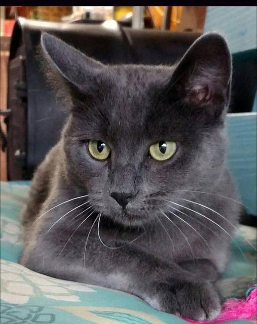Enlarge SHADES, a Adopted mixed breed in Muskegon, MI image 4/5