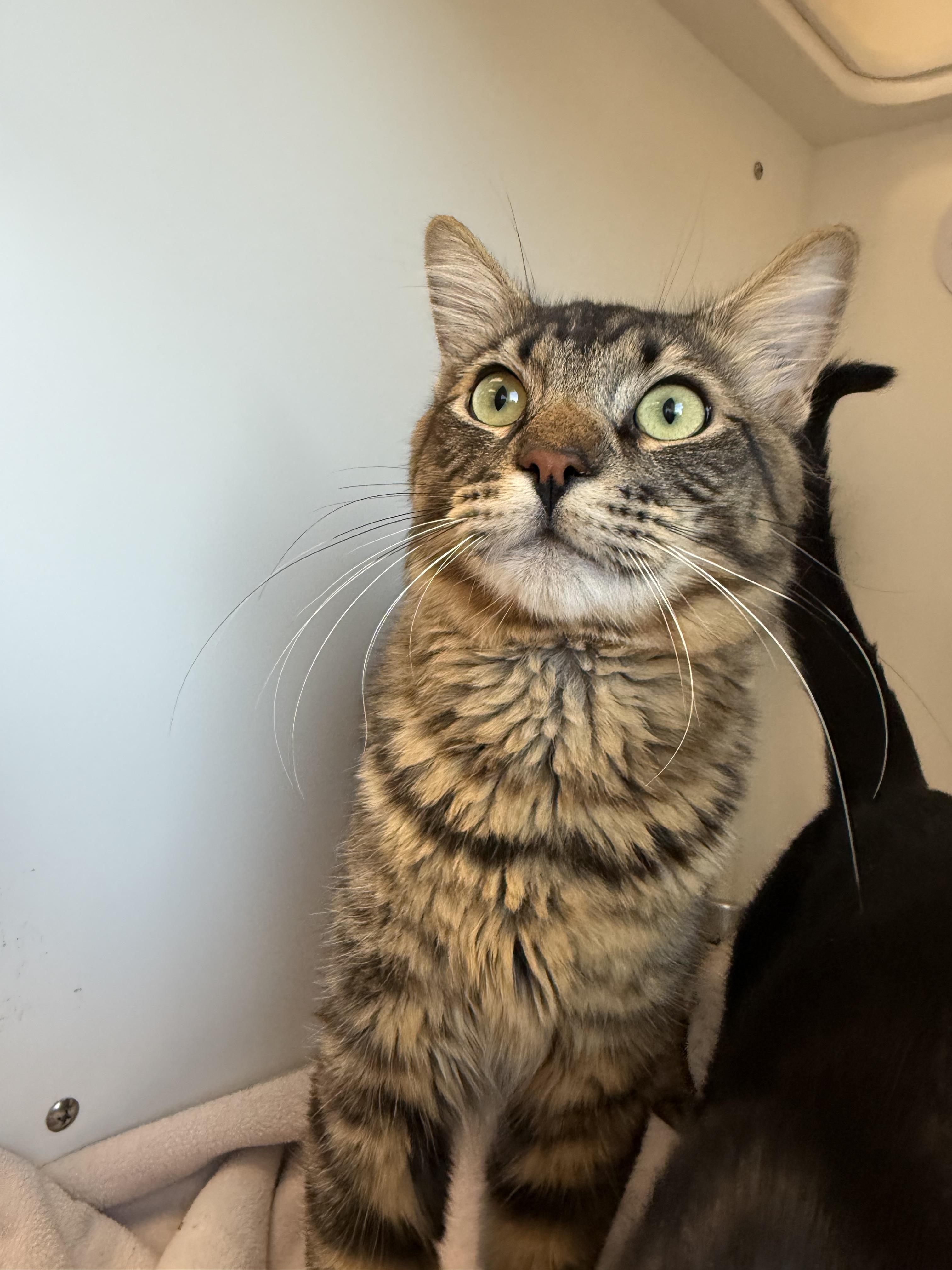 Enlarge Kenai, a ADOPTABLE Tabby in Newport Beach, CA image 6/6