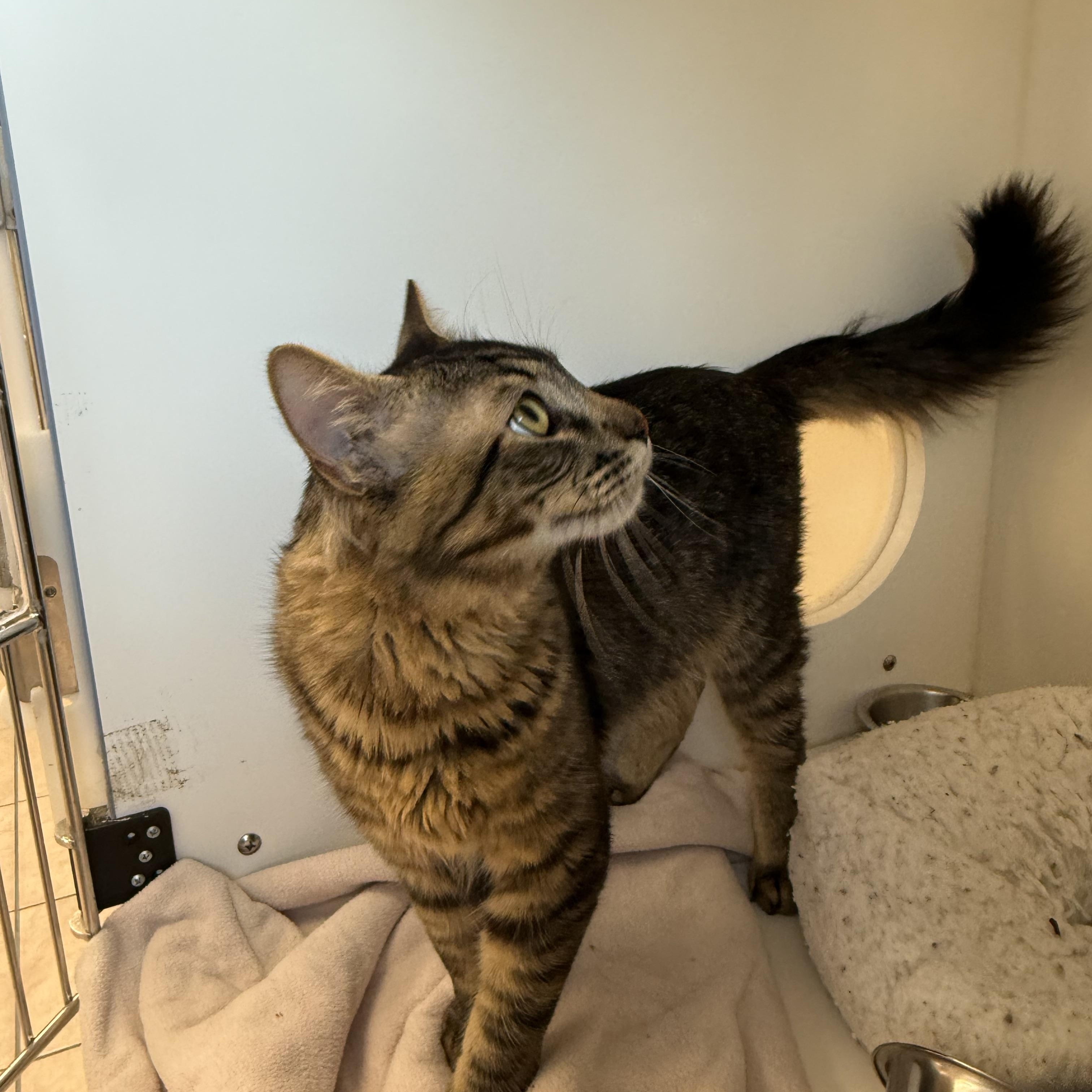 Enlarge Kenai, a ADOPTABLE Tabby in Newport Beach, CA image 4/6