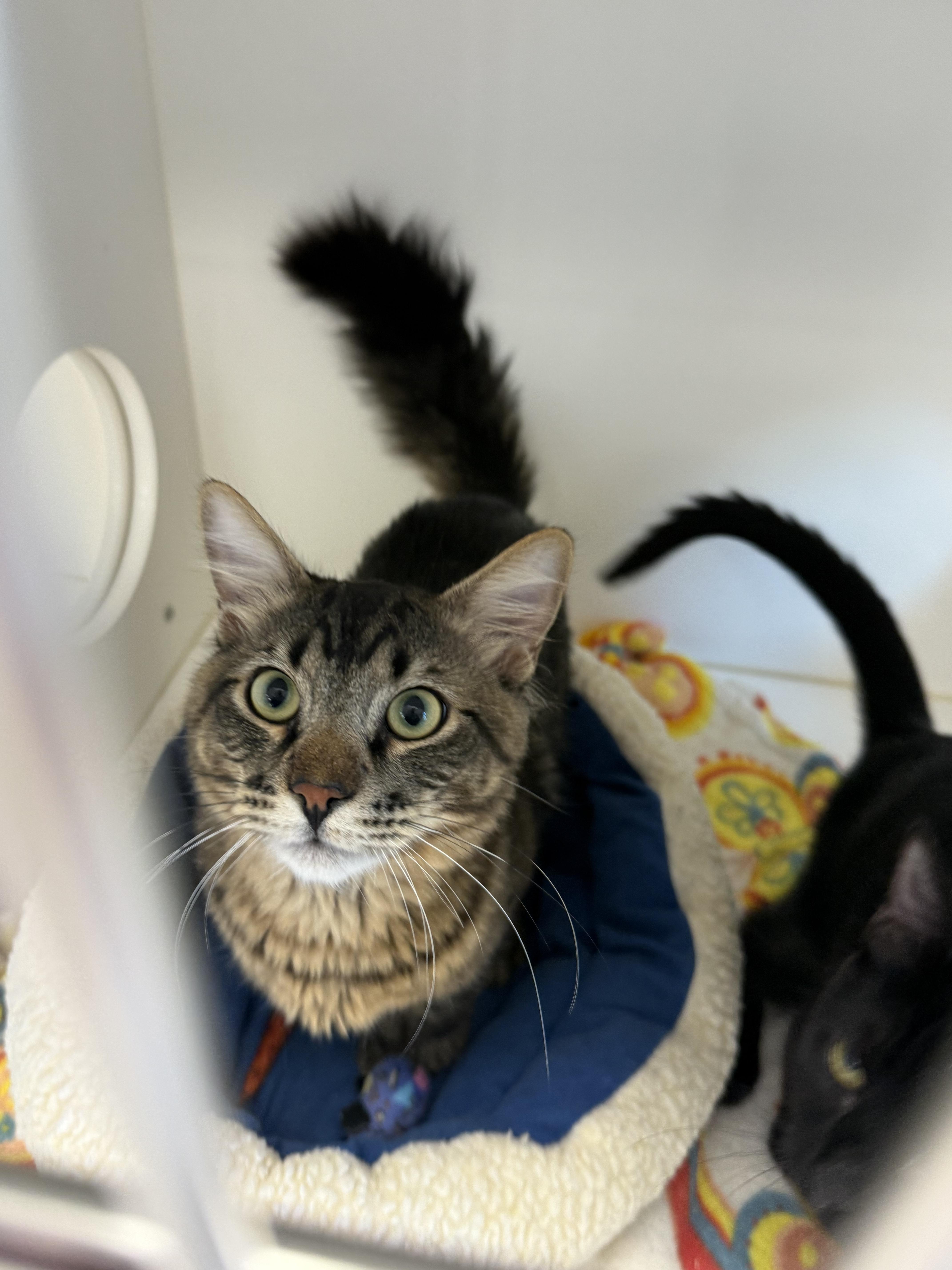 Enlarge Kenai, a ADOPTABLE Tabby in Newport Beach, CA image 1/6