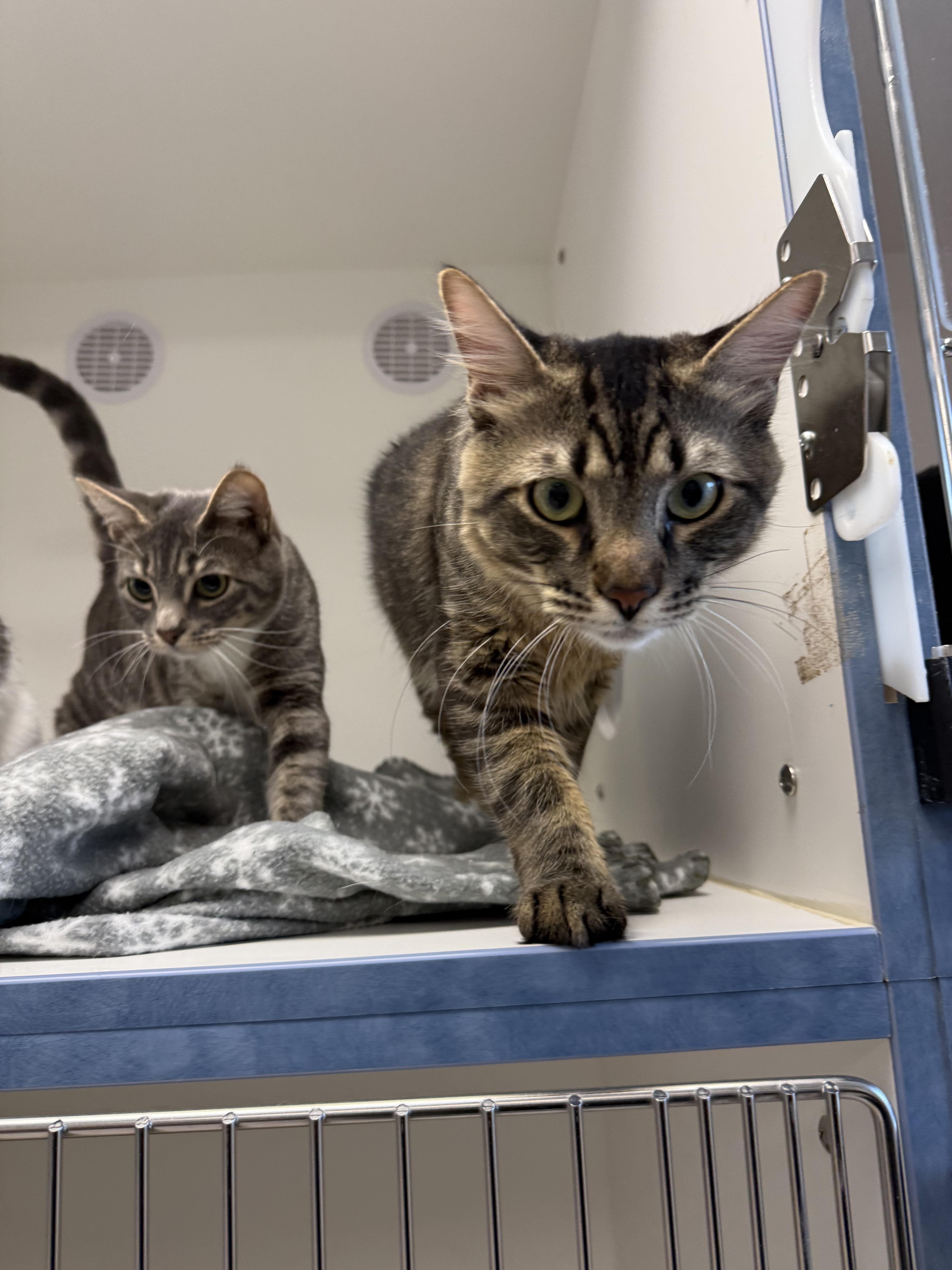 Enlarge Kenai, a ADOPTABLE Tabby in Newport Beach, CA image 2/6