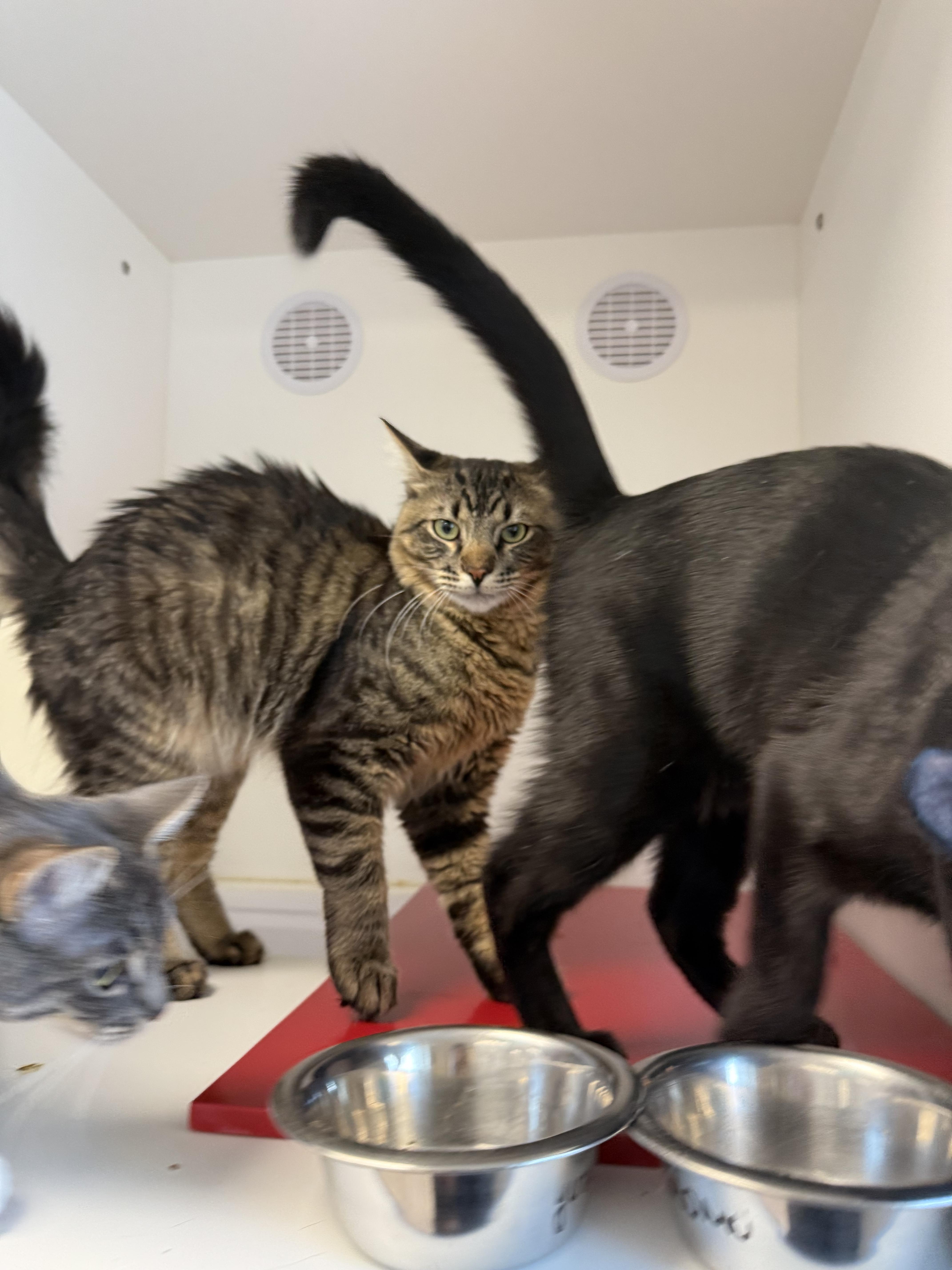 Enlarge Kenai, a ADOPTABLE Tabby in Newport Beach, CA image 3/6