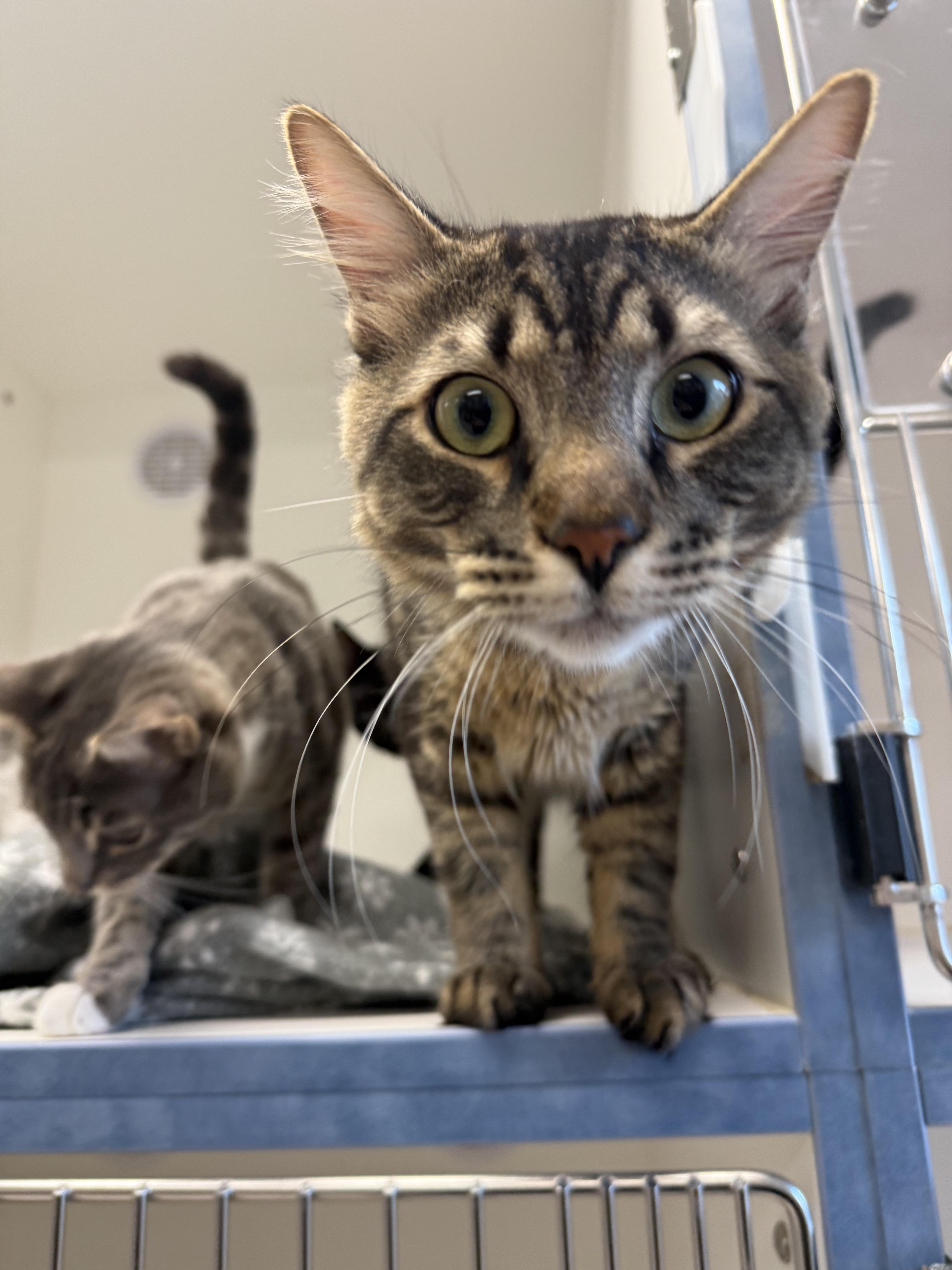 Enlarge Kenai, a ADOPTABLE Tabby in Newport Beach, CA image 5/6