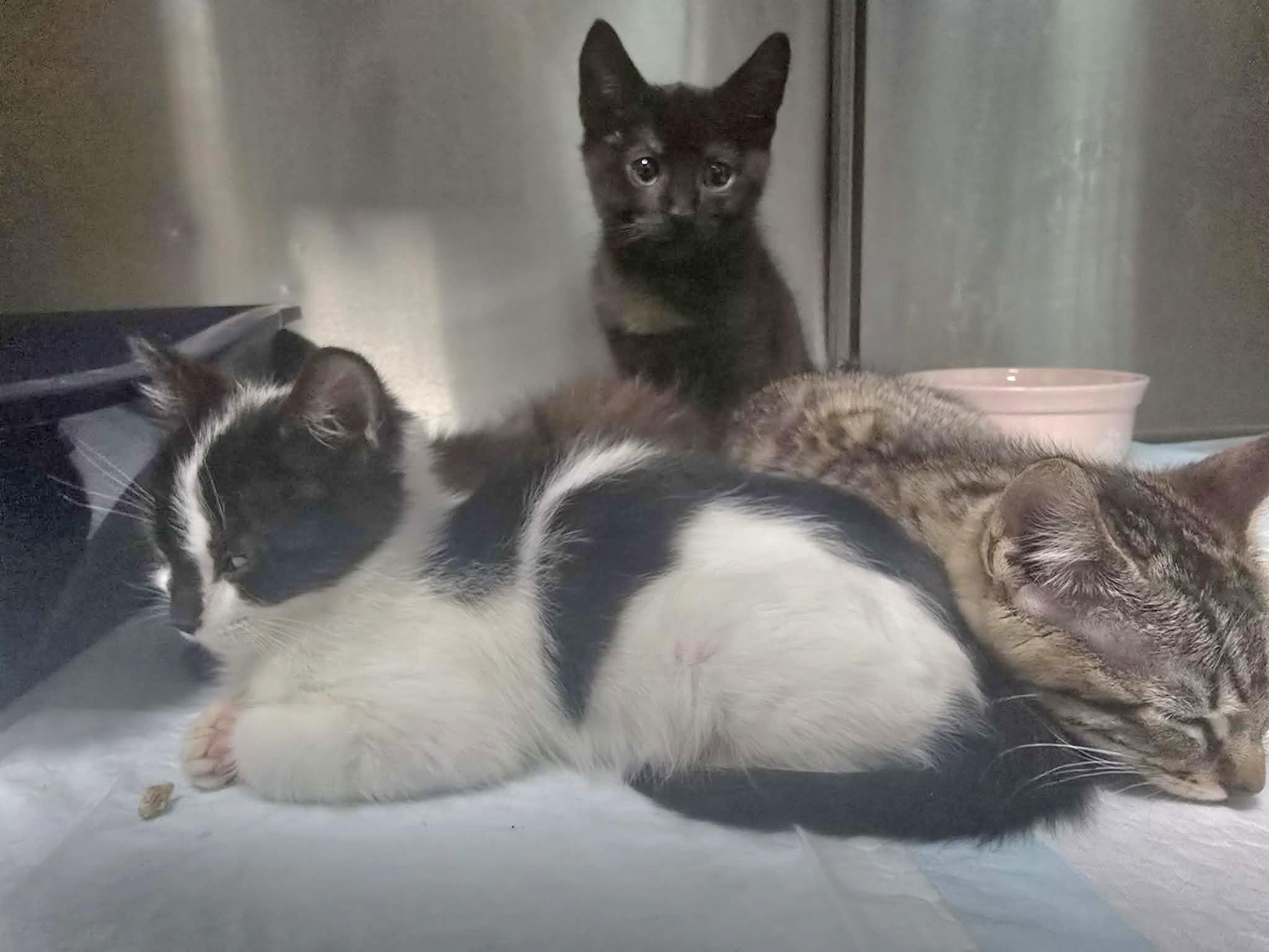 Enlarge Harry - Playful and sweet, a Adoptable Domestic Short Hair in Racine, WI image 4/6