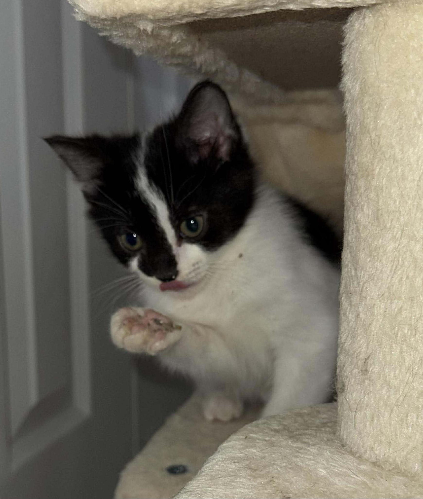 Enlarge Harry - Playful and sweet, a Adoptable Domestic Short Hair in Racine, WI image 3/6