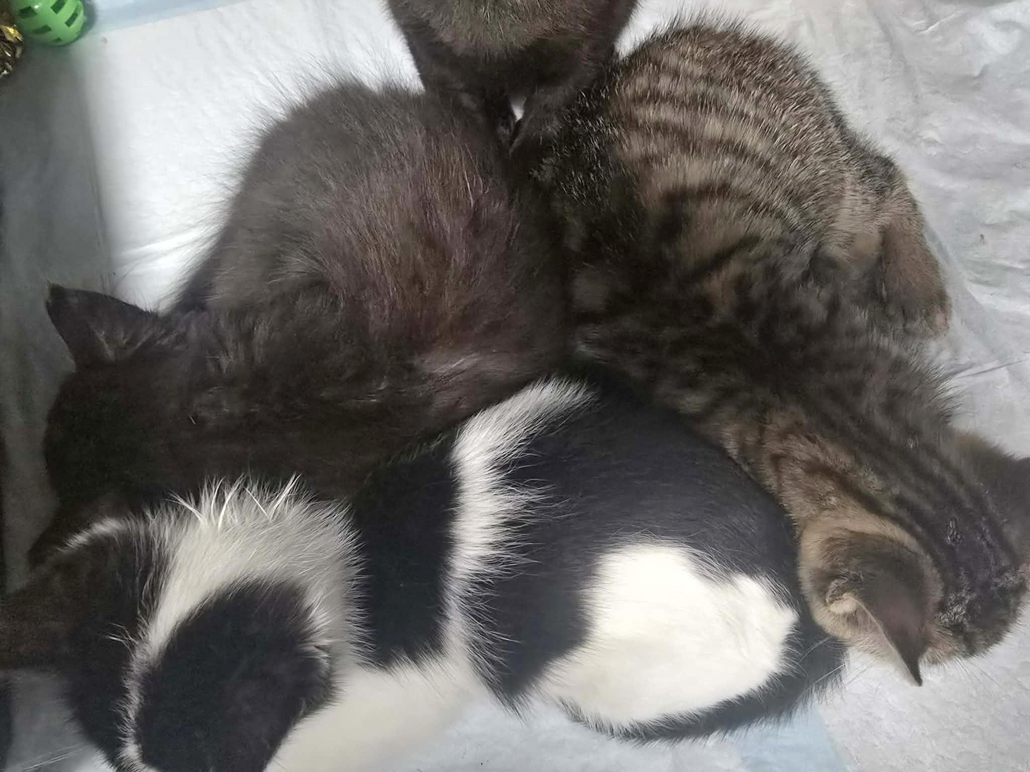 Enlarge Harry - Playful and sweet, a Adoptable Domestic Short Hair in Racine, WI image 5/6