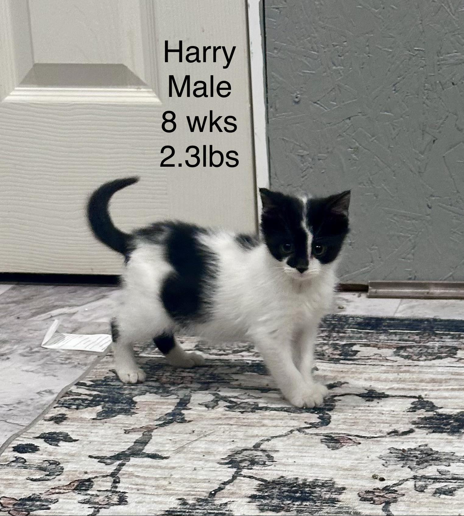 Enlarge Harry - Playful and sweet, a Adoptable Domestic Short Hair in Racine, WI image 1/6