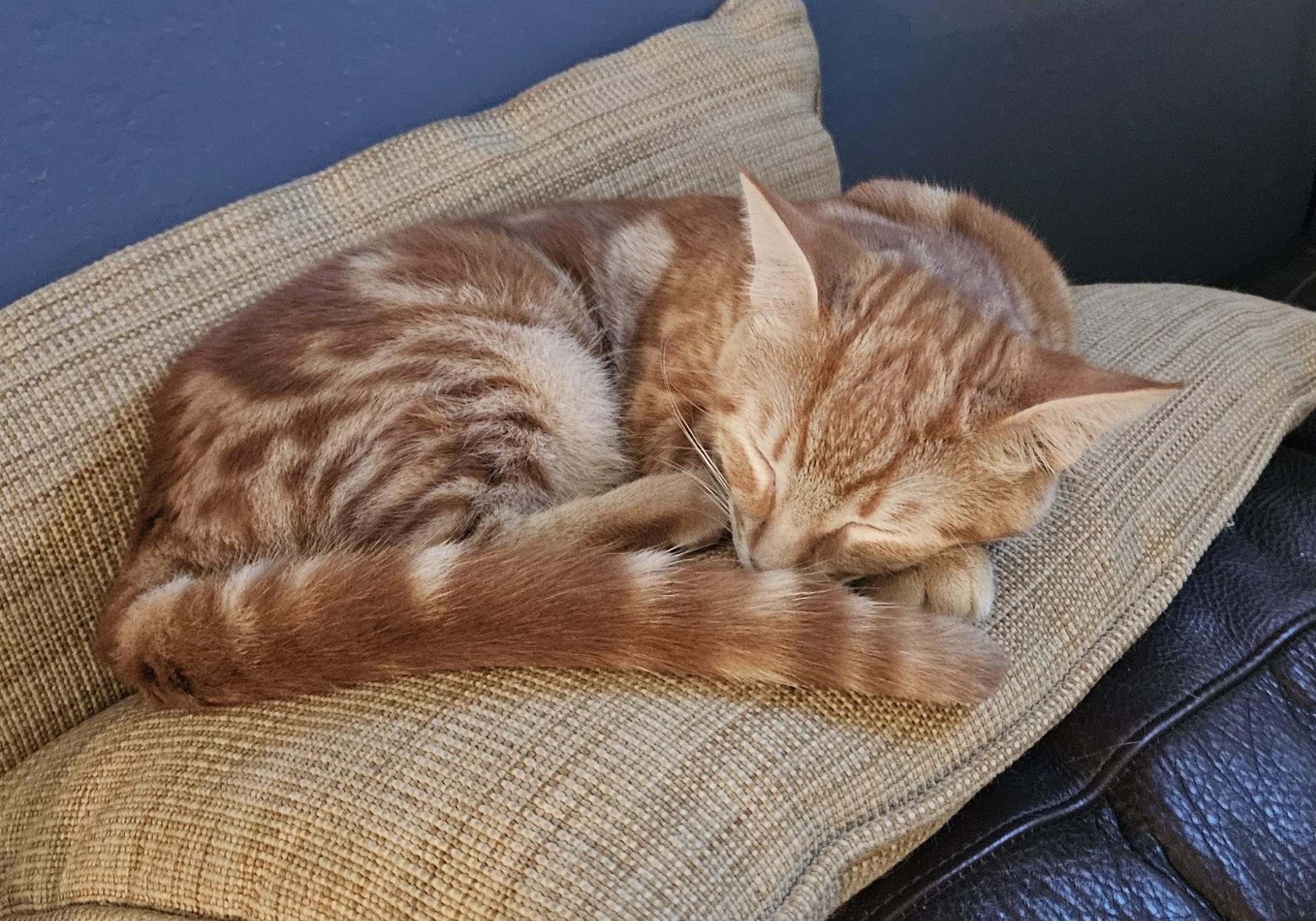 Sunny, a Adoptable Tabby in Vacaville, CA image 2/6