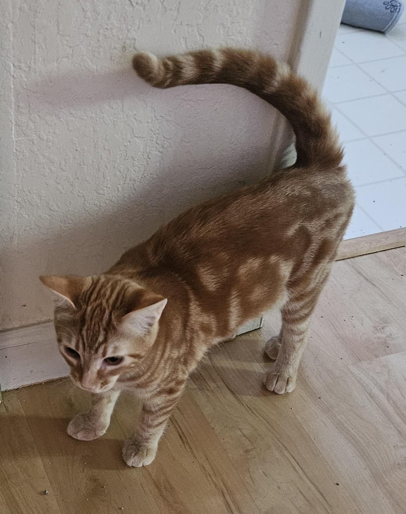 Sunny, a Adoptable Tabby in Vacaville, CA image 3/6