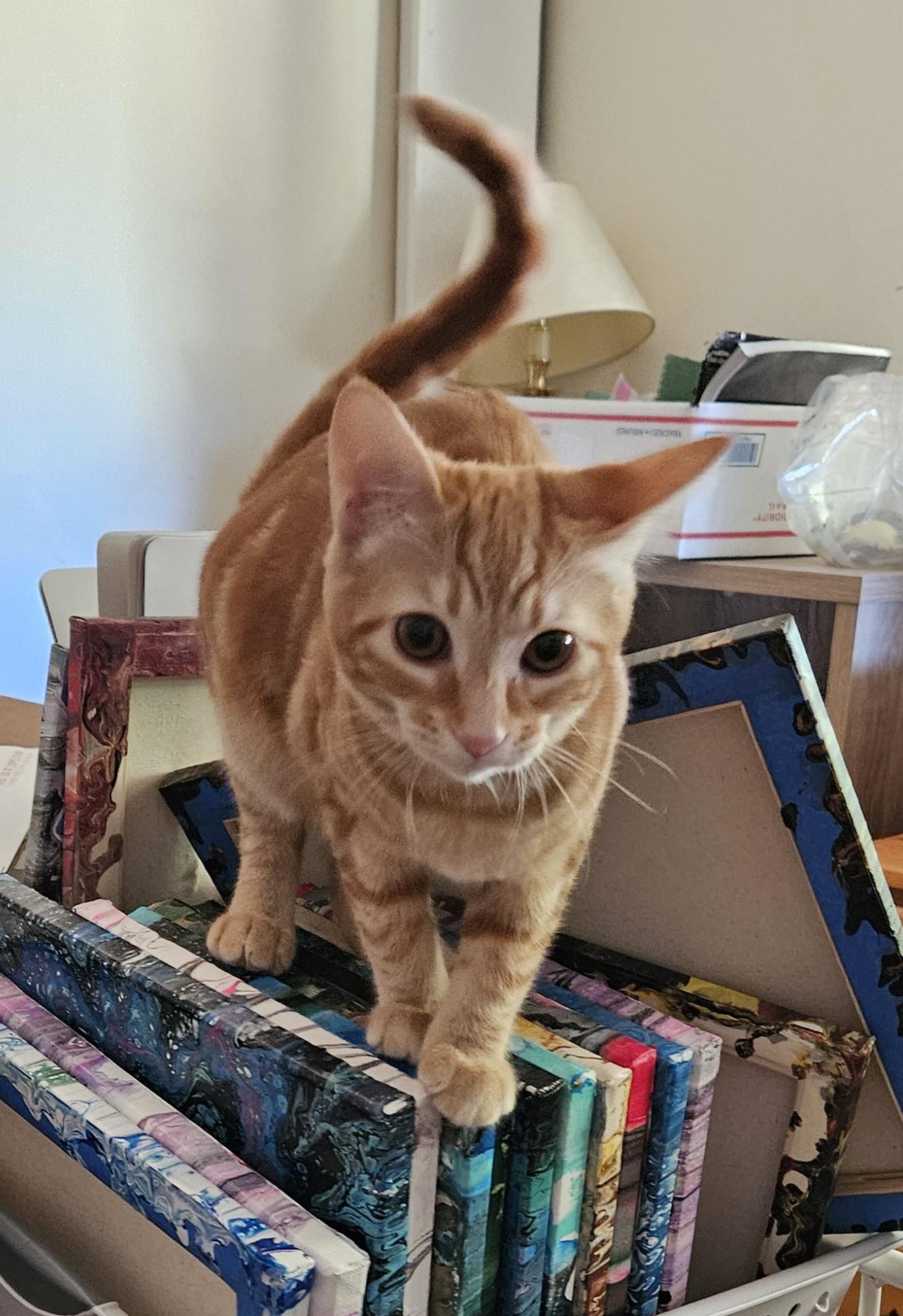 Sunny, Adoptable, Young Male Tabby.