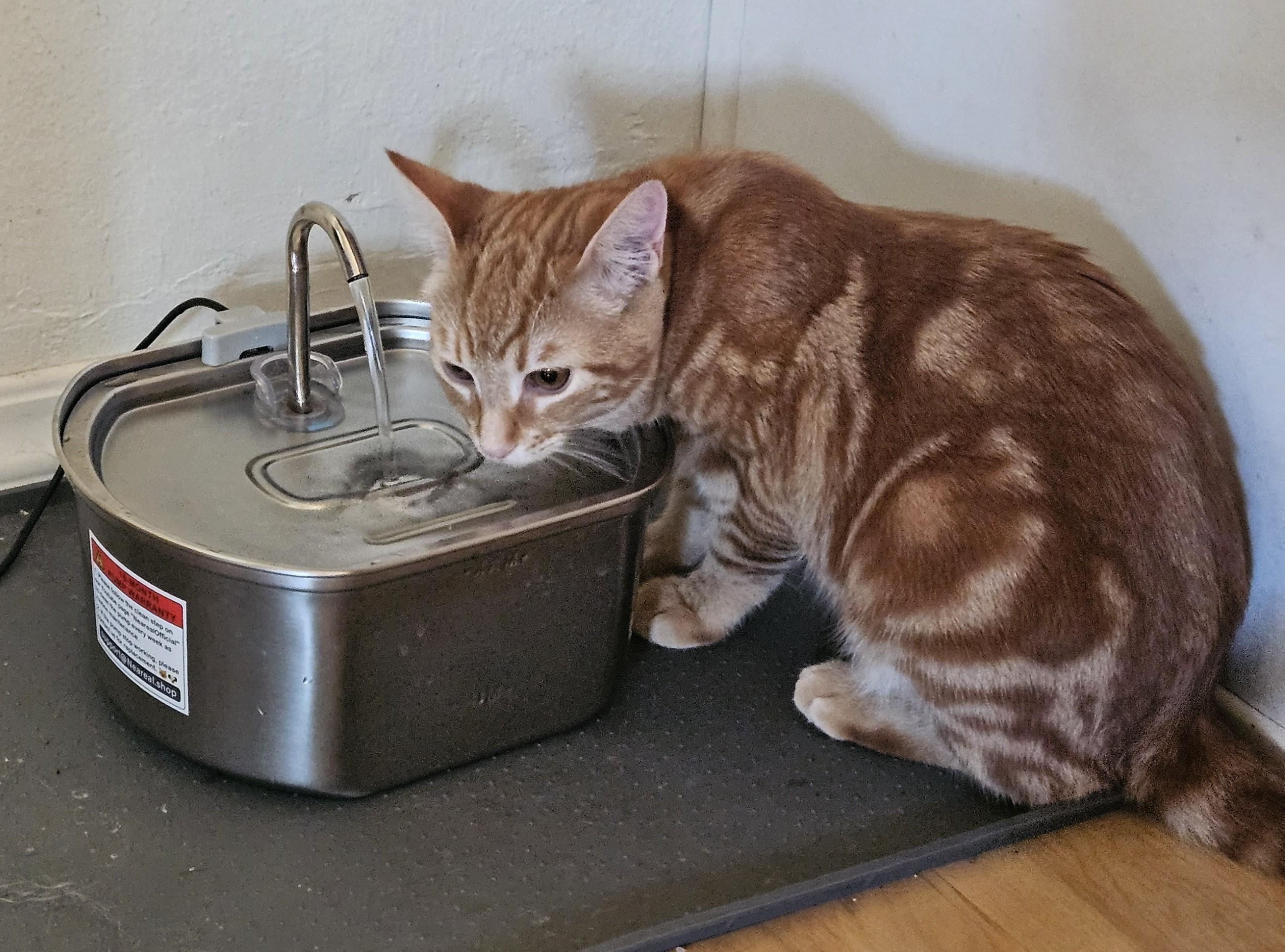 Sunny, a Adoptable Tabby in Vacaville, CA image 4/6