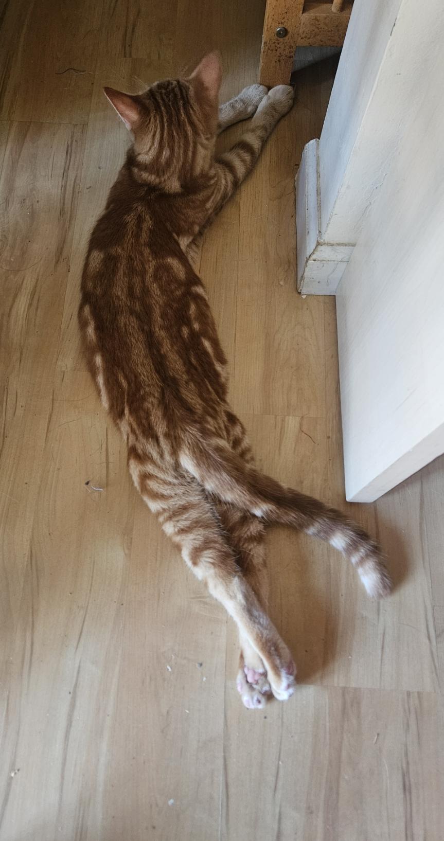 Sunny, a Adoptable Tabby in Vacaville, CA image 5/6