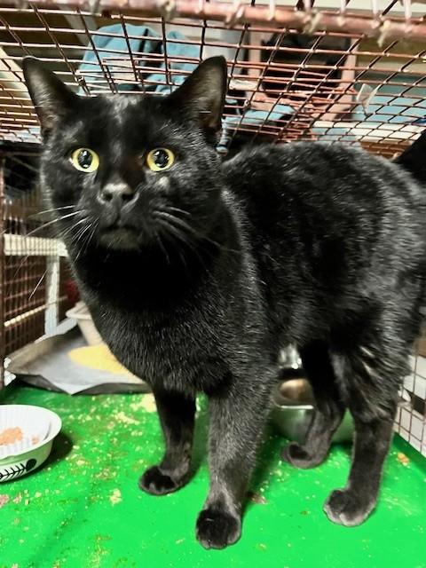 Nick, ADOPTABLE, Adult Male Domestic Short Hair.