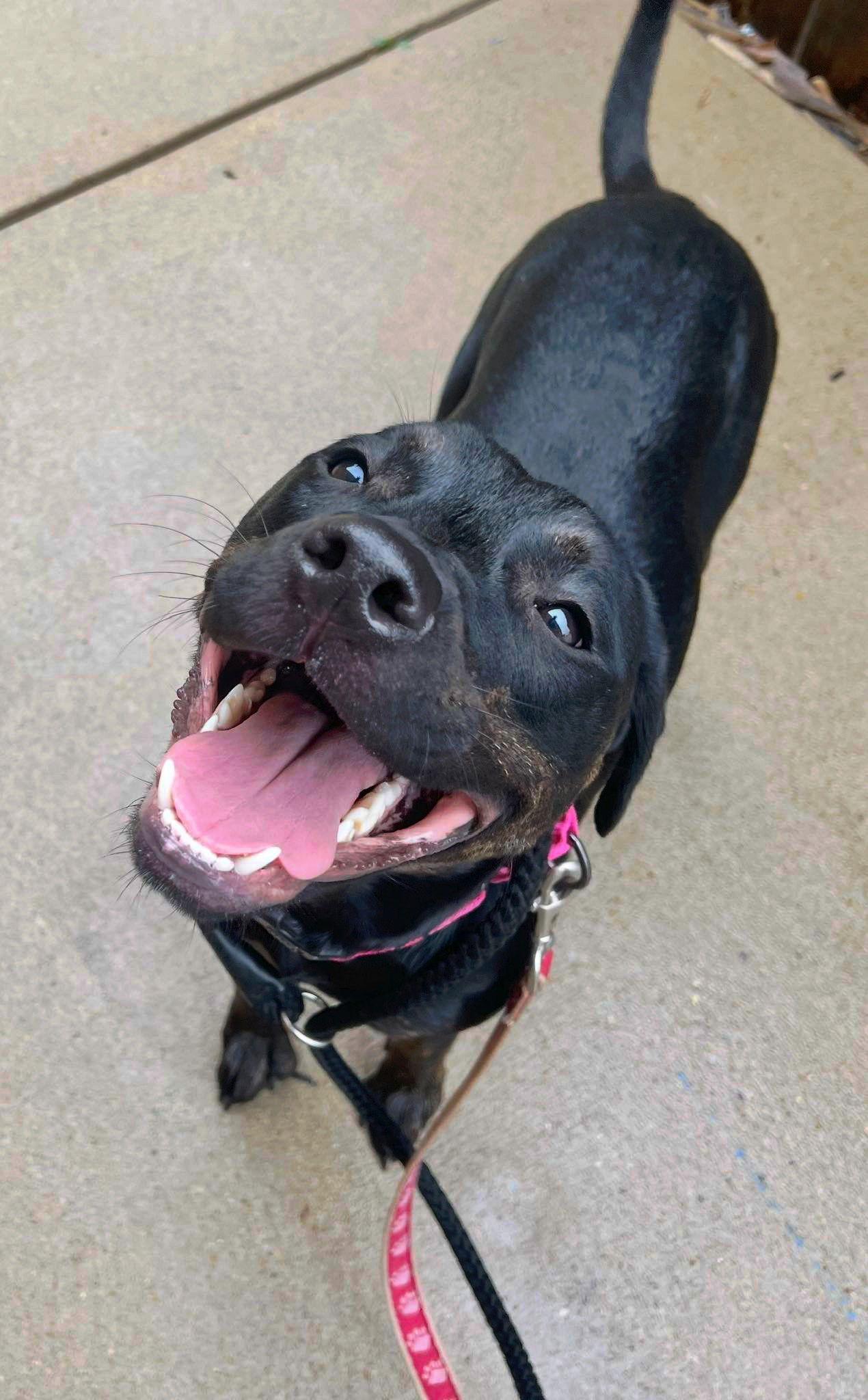 Miranda, Adoptable, Puppy Female Labrador Retriever.