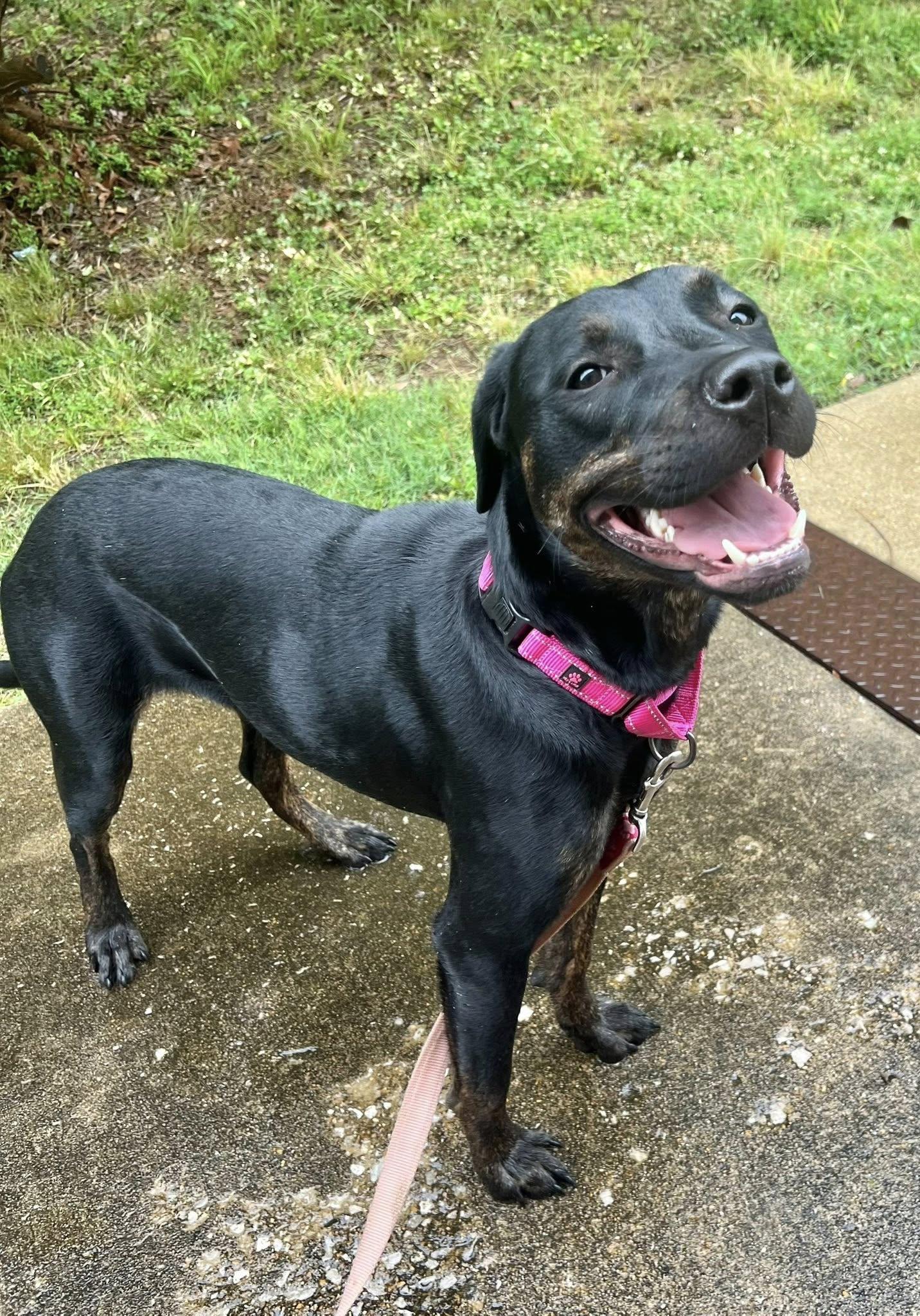 Miranda, Adoptable, Puppy Female Labrador Retriever.