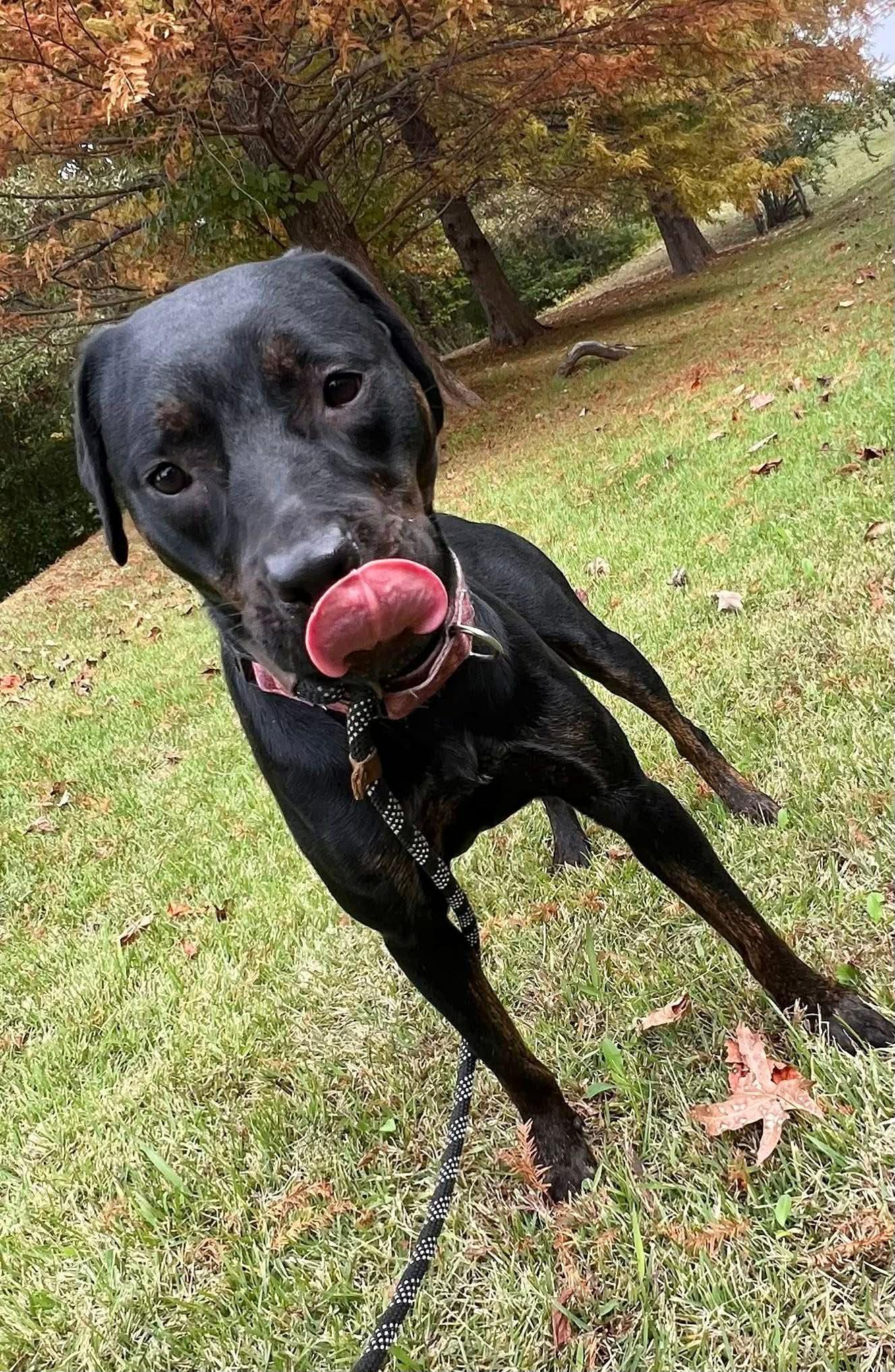 Miranda, a Adoptable Labrador Retriever in Munford, TN image 1/3