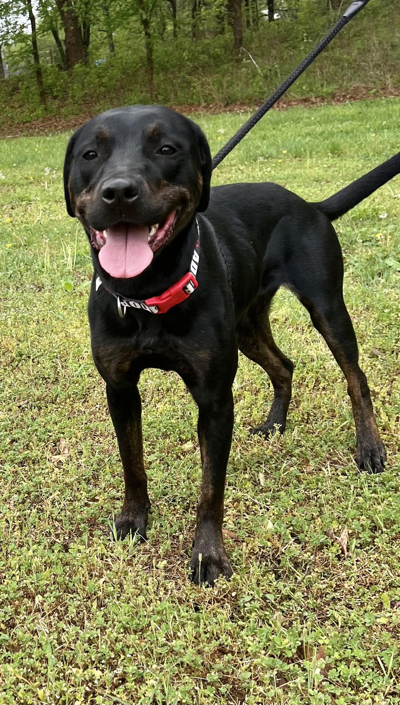 Miranda, Adoptable, Puppy Female Labrador Retriever.