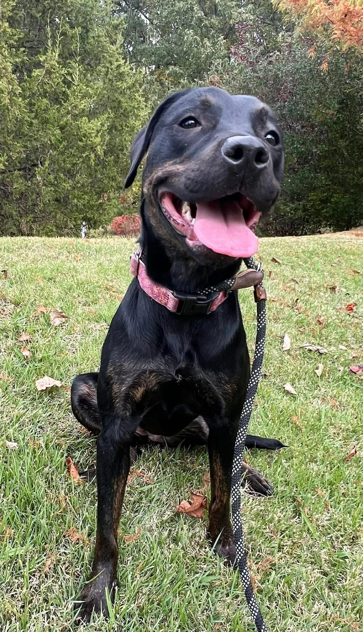 Miranda, a Adoptable Labrador Retriever in Munford, TN image 2/3