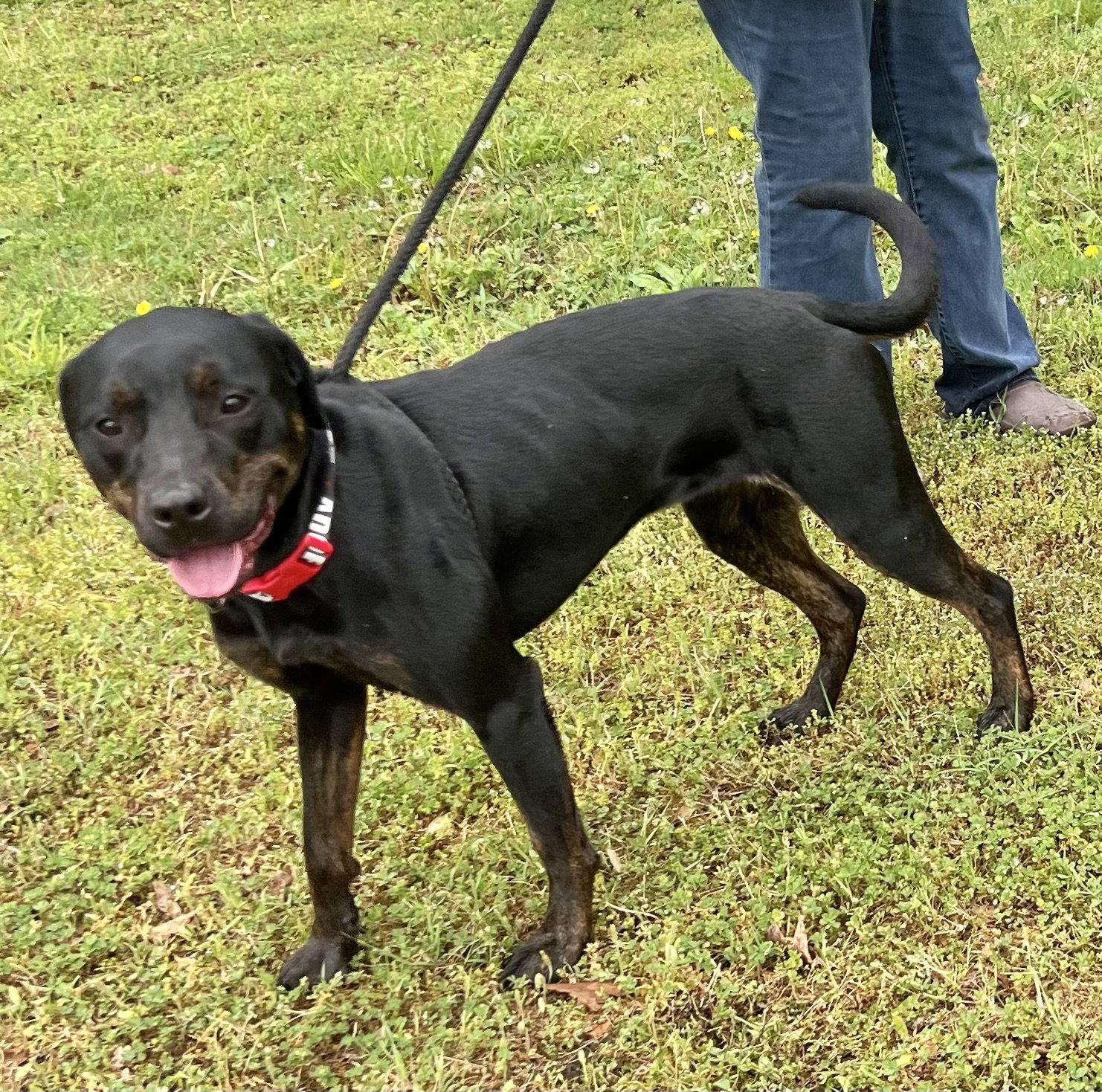 Enlarge Miranda, a Adoptable Labrador Retriever in Munford, TN image 2/3