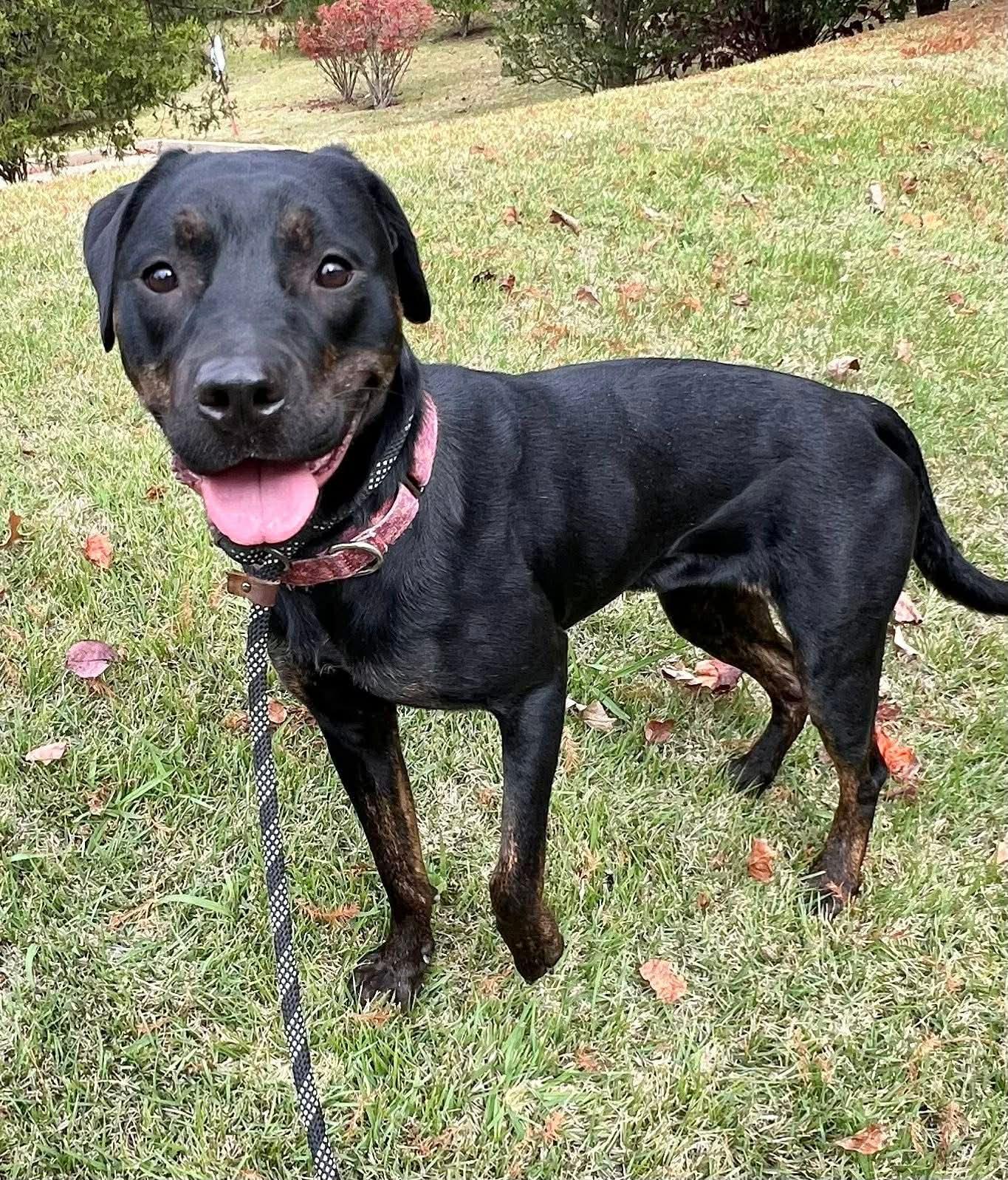 Miranda, a Adoptable Labrador Retriever in Munford, TN image 3/3
