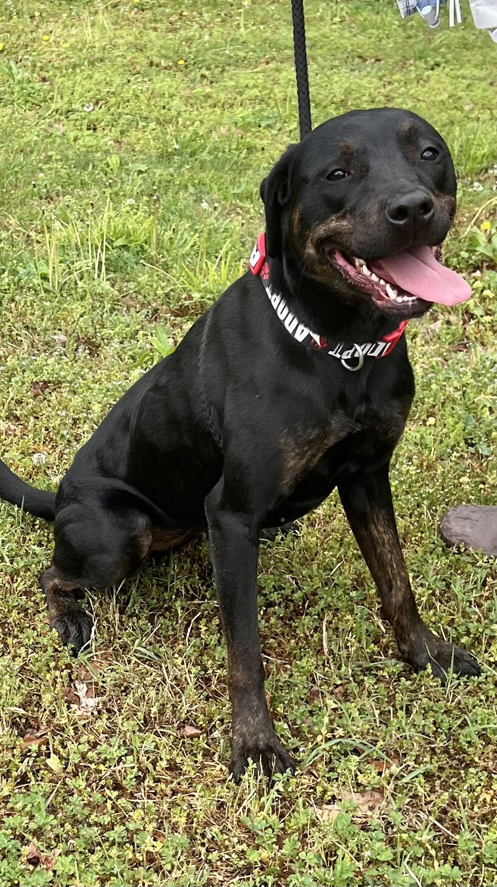 Enlarge Miranda, a Adoptable Labrador Retriever in Munford, TN image 3/3