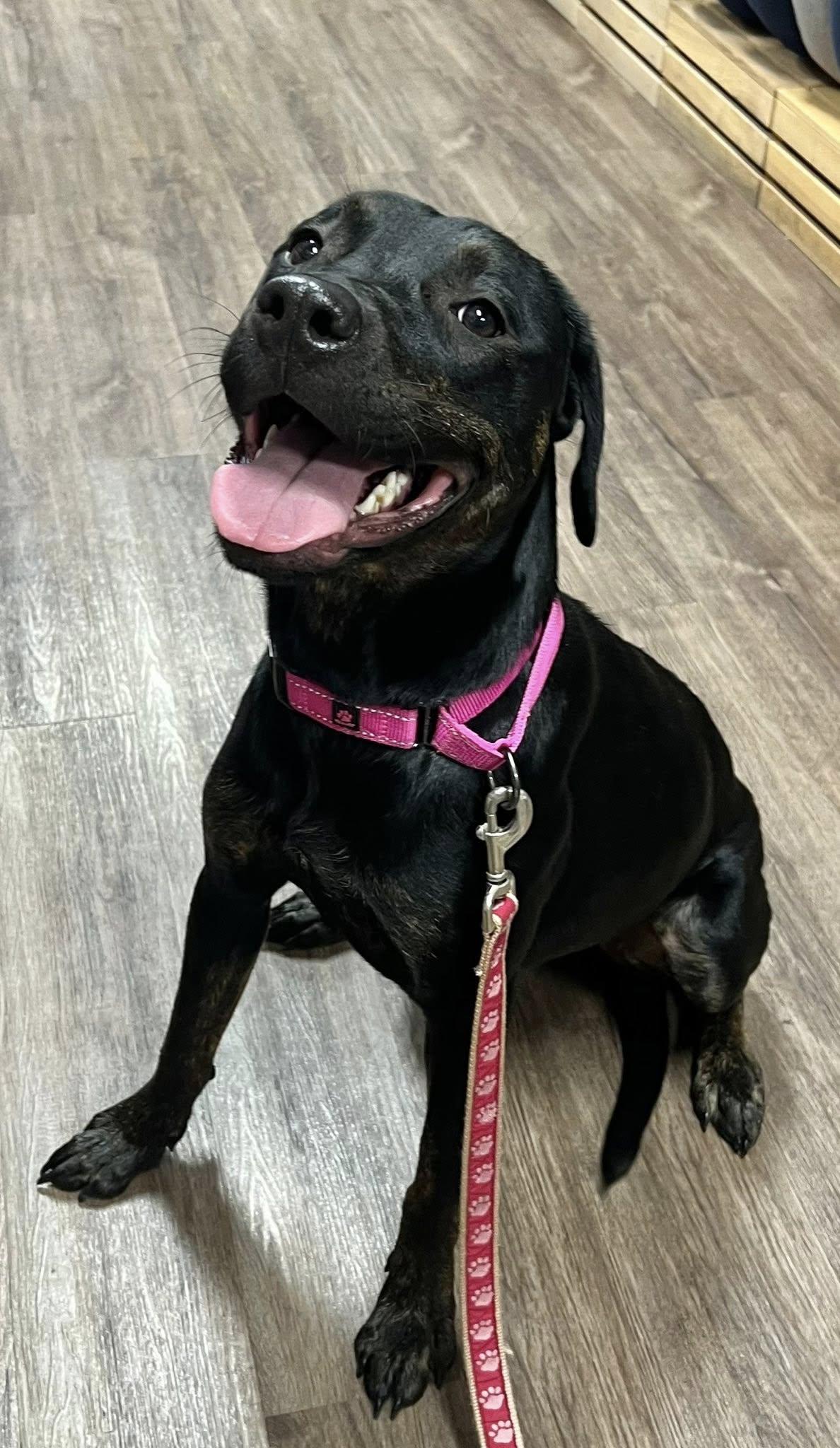 Miranda, a Adoptable Labrador Retriever in Munford, TN image 3/3