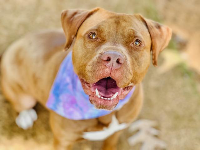 Enlarge GERALDINE, a Adoptable mixed breed in Tallahassee, FL image 1/1