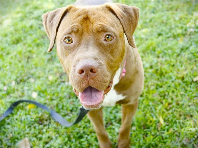 Enlarge GERALDINE, a Adoptable mixed breed in Tallahassee, FL image 1/1