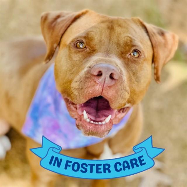 GERALDINE, Adoptable, Adult Female Labrador Retriever & English Bulldog.