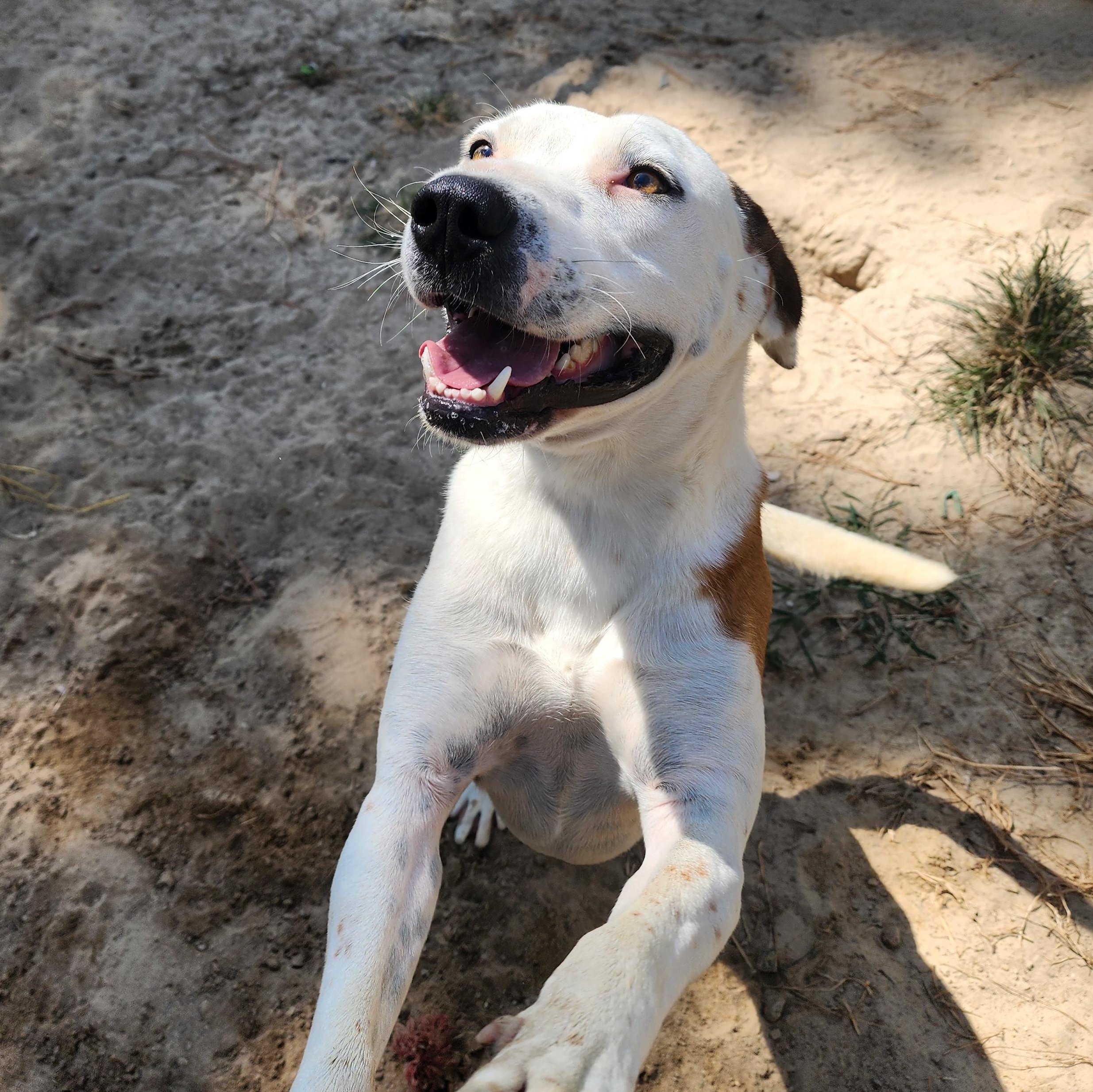 Enlarge Ares, a Adoptable Mixed Breed in Benson, NC image 1/3