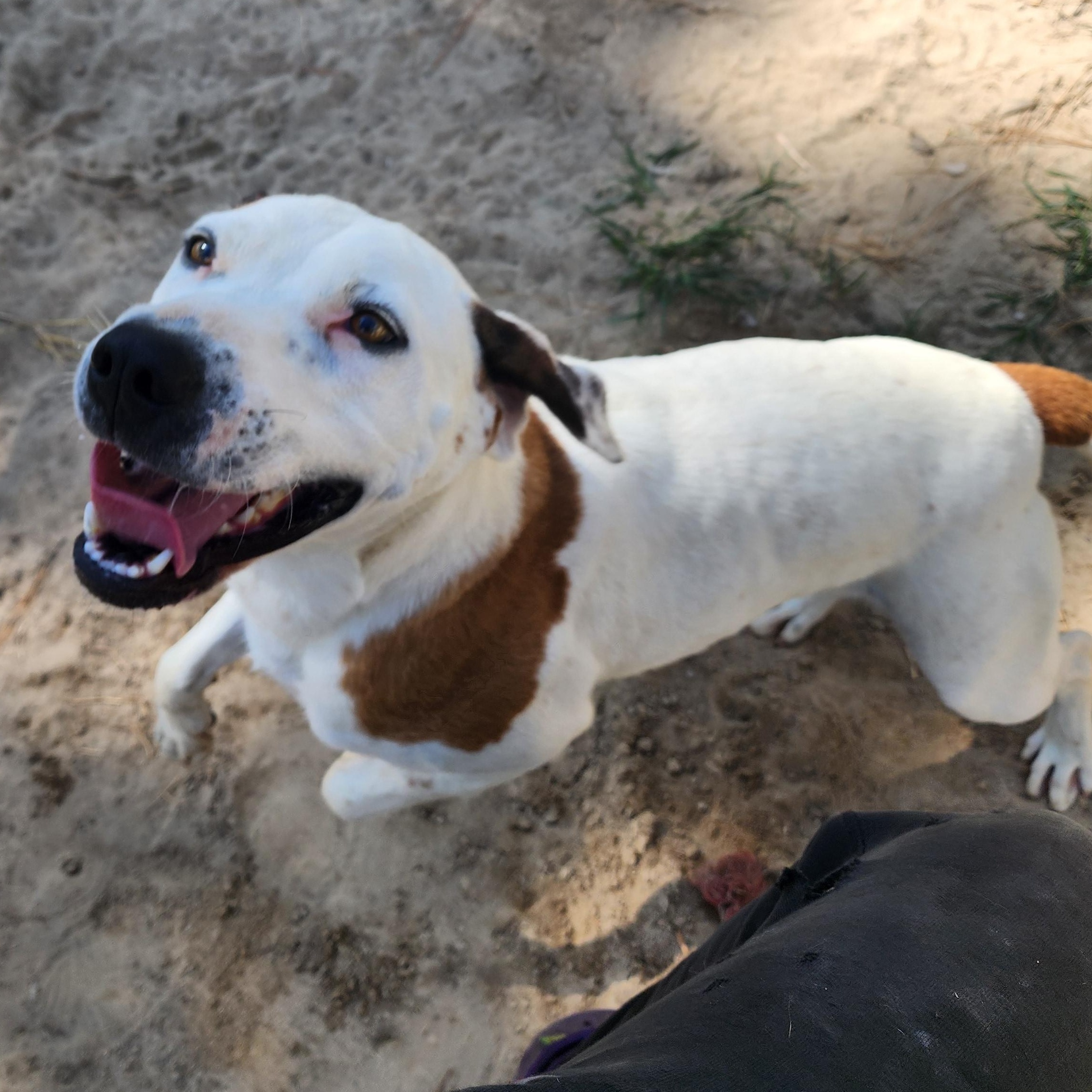 Enlarge Ares, a Adoptable Mixed Breed in Benson, NC image 2/3