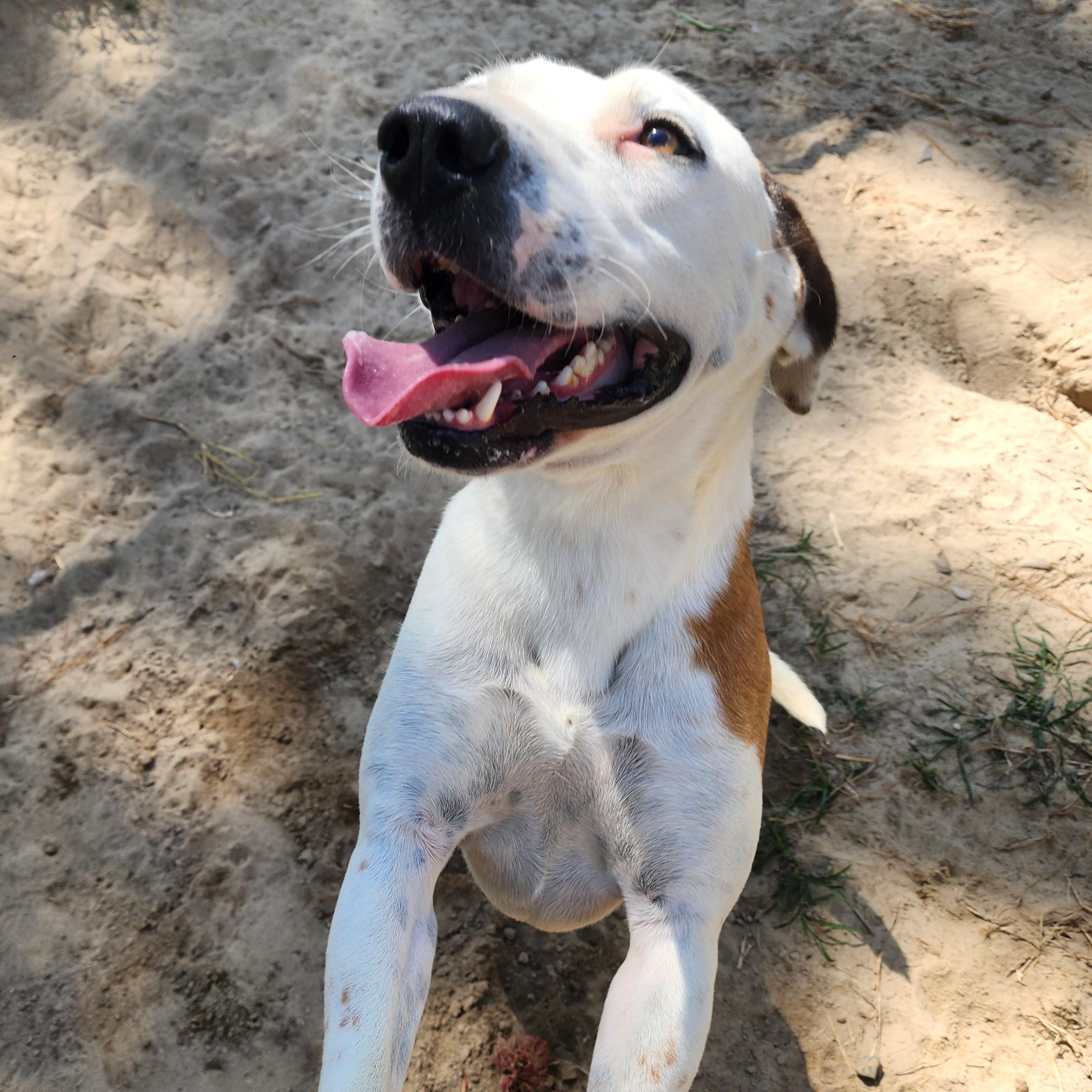 Enlarge Ares, a Adoptable Mixed Breed in Benson, NC image 3/3