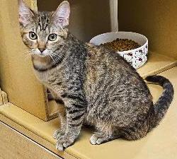 Islay, ADOPTABLE, Young Female Tabby.